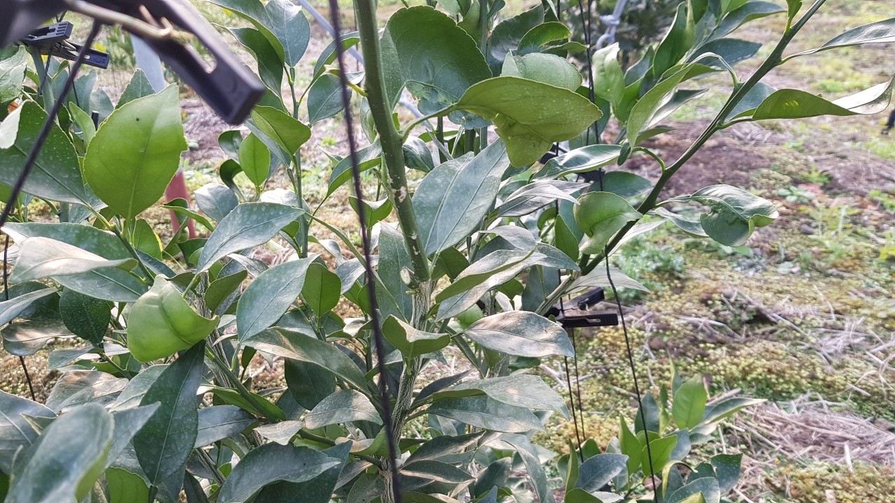 만감류 전정 질문 드립니다