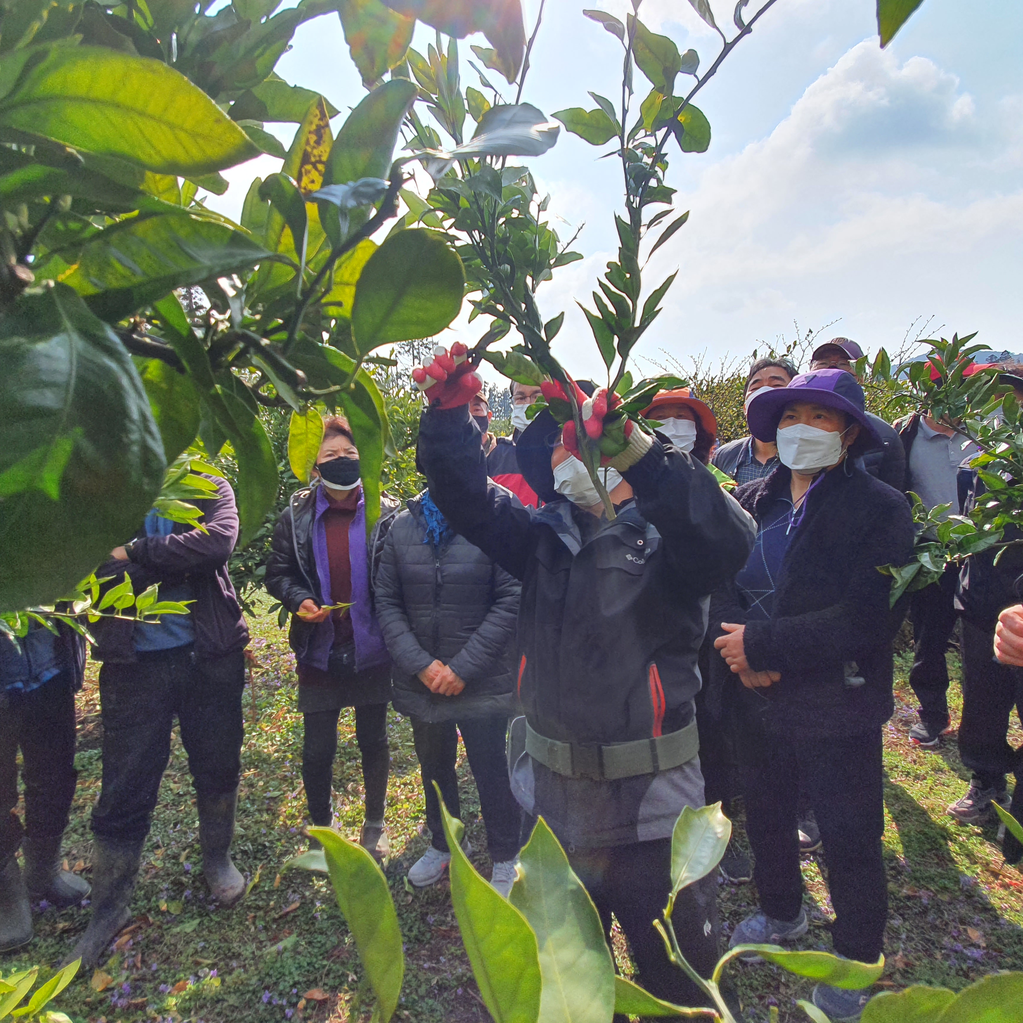 2021년 감귤 정지·전정 교육