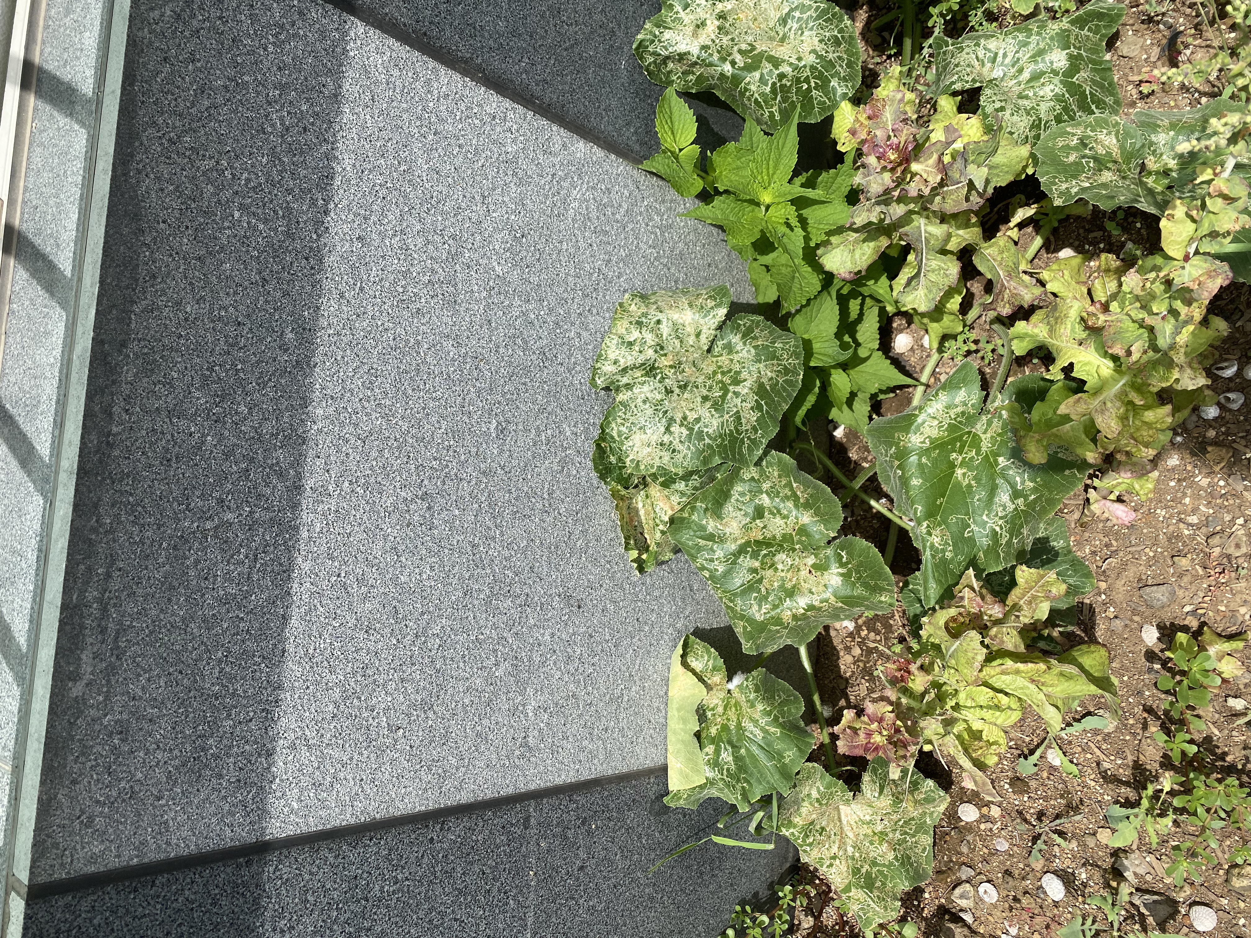 해당 식물의 이름과 식물병명에 대해 궁금합니다 .