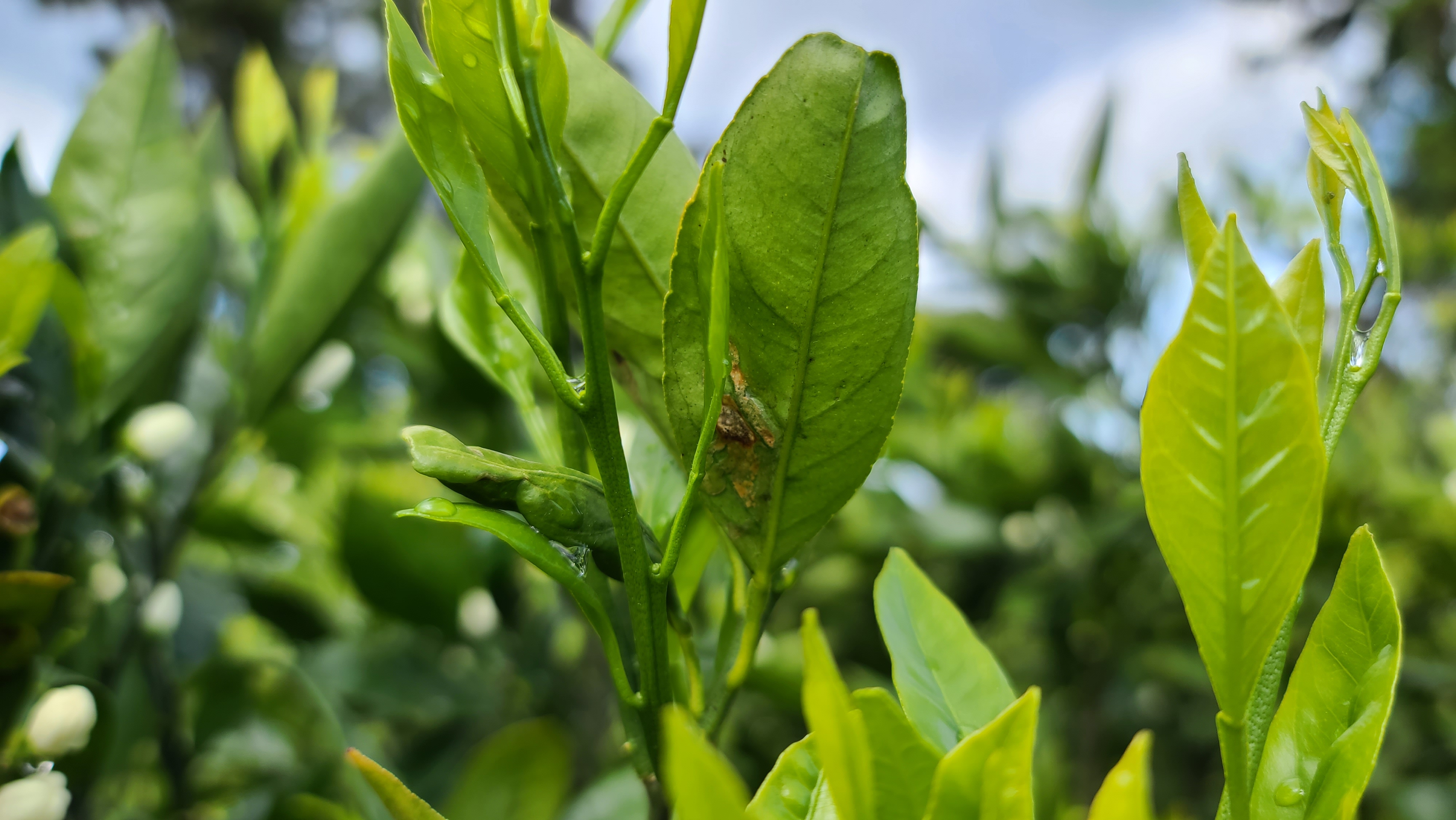 병충해 진단 및 방제에 대하여 문의 드립니다.