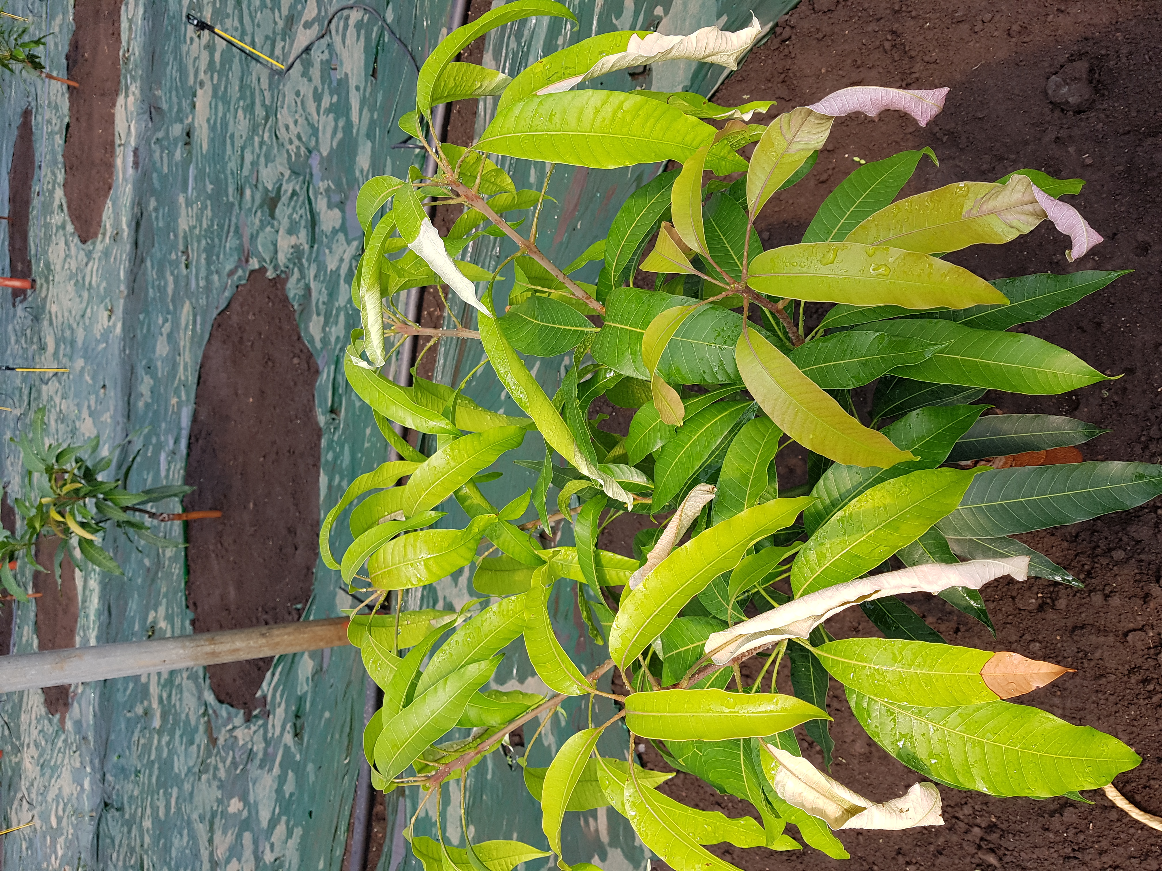 애플망고 잎이 하얗게 말랐습니다