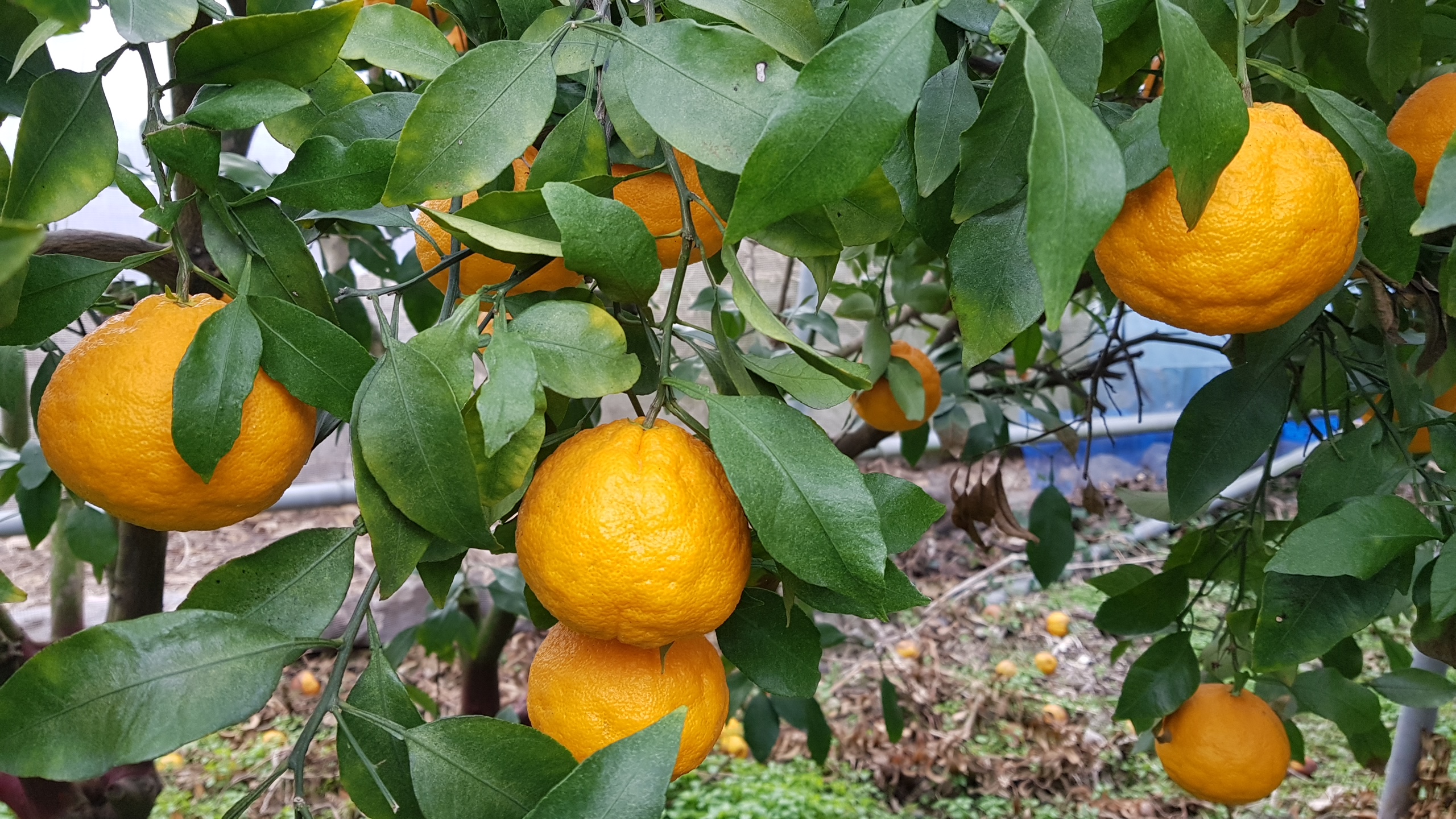 노지한라봉 과실 상태