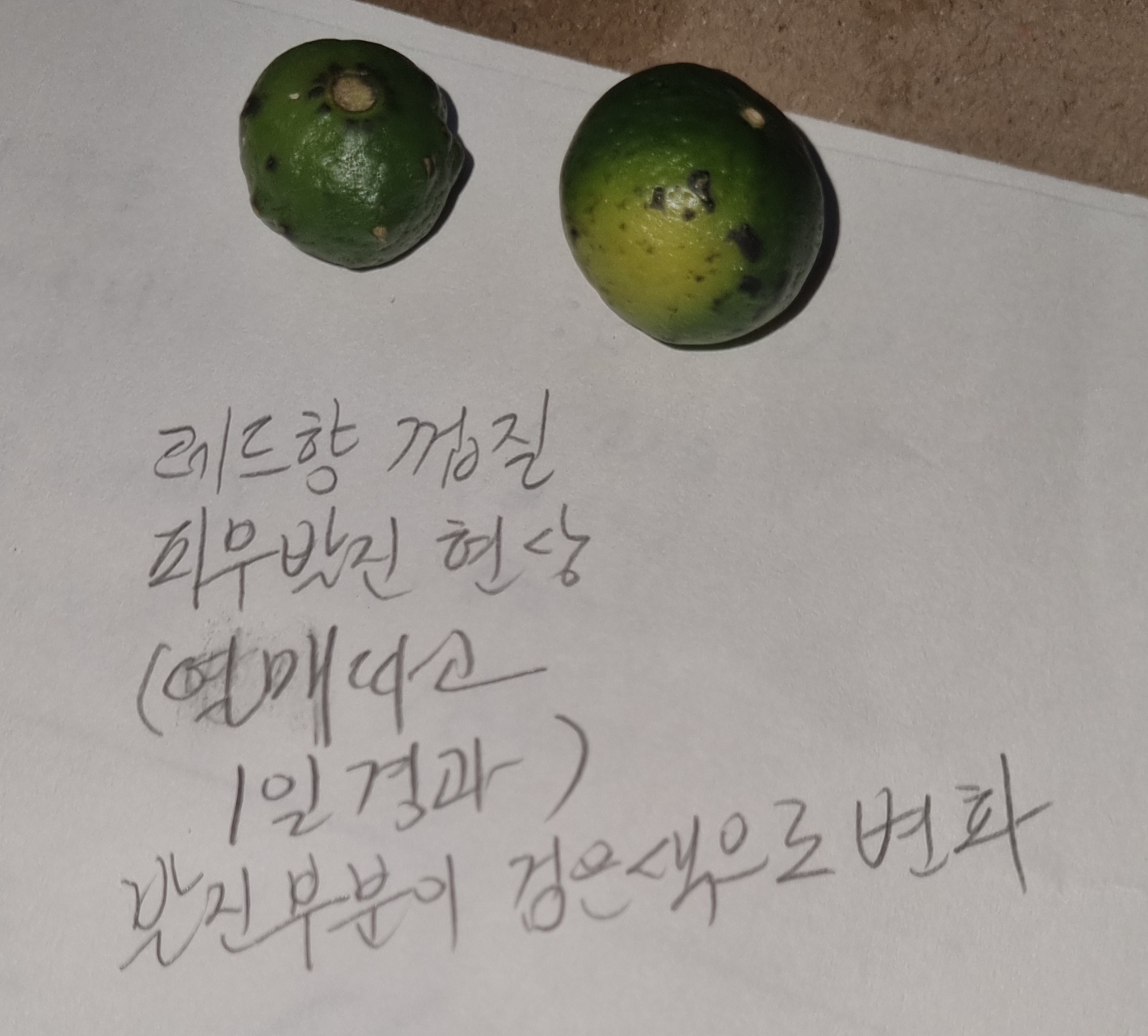 레드향 열매껍질 발진현상