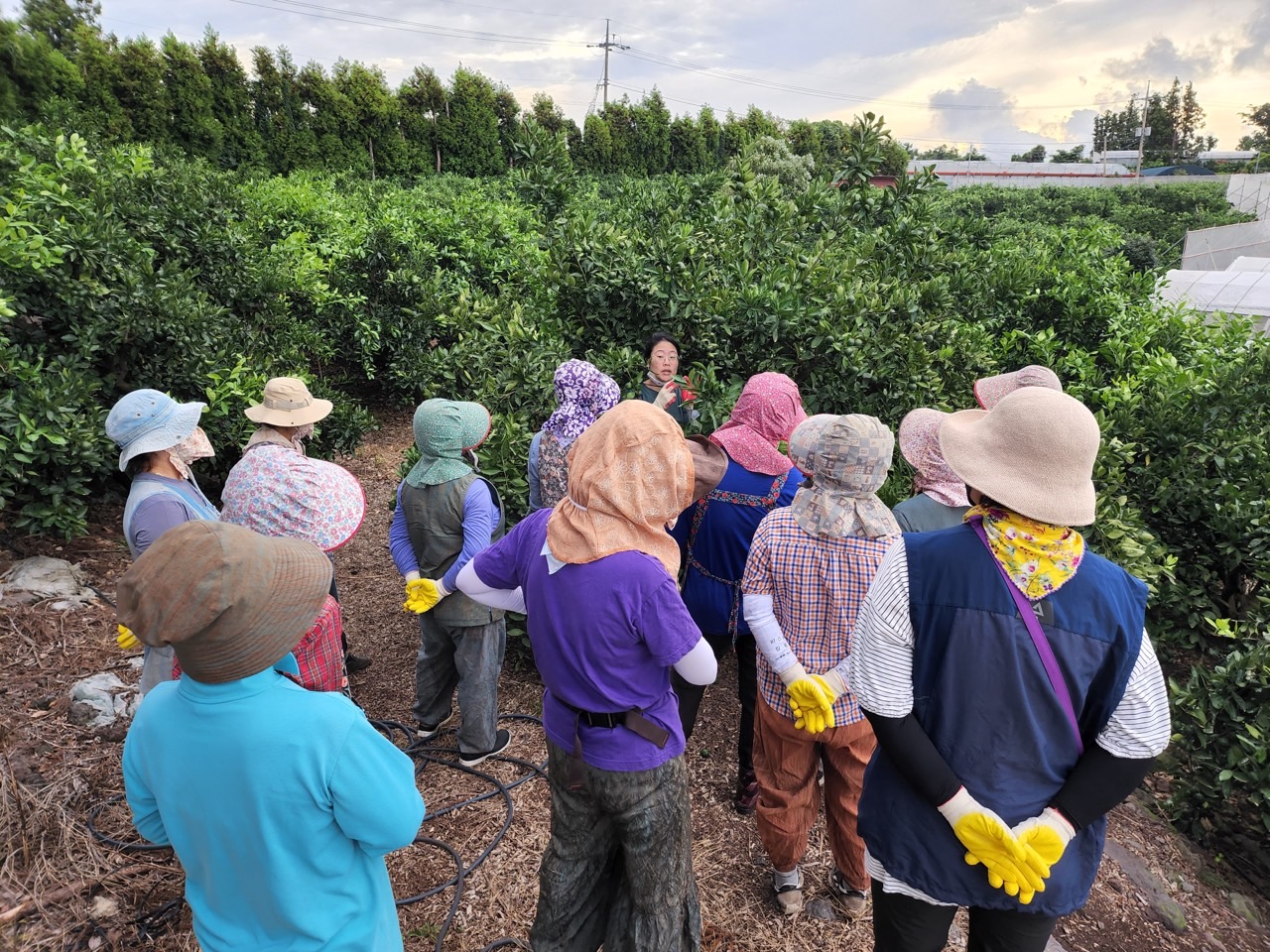  고품질감귤 안정생산을 위한 생활개선회원 열매솎기 수눌음 지도
