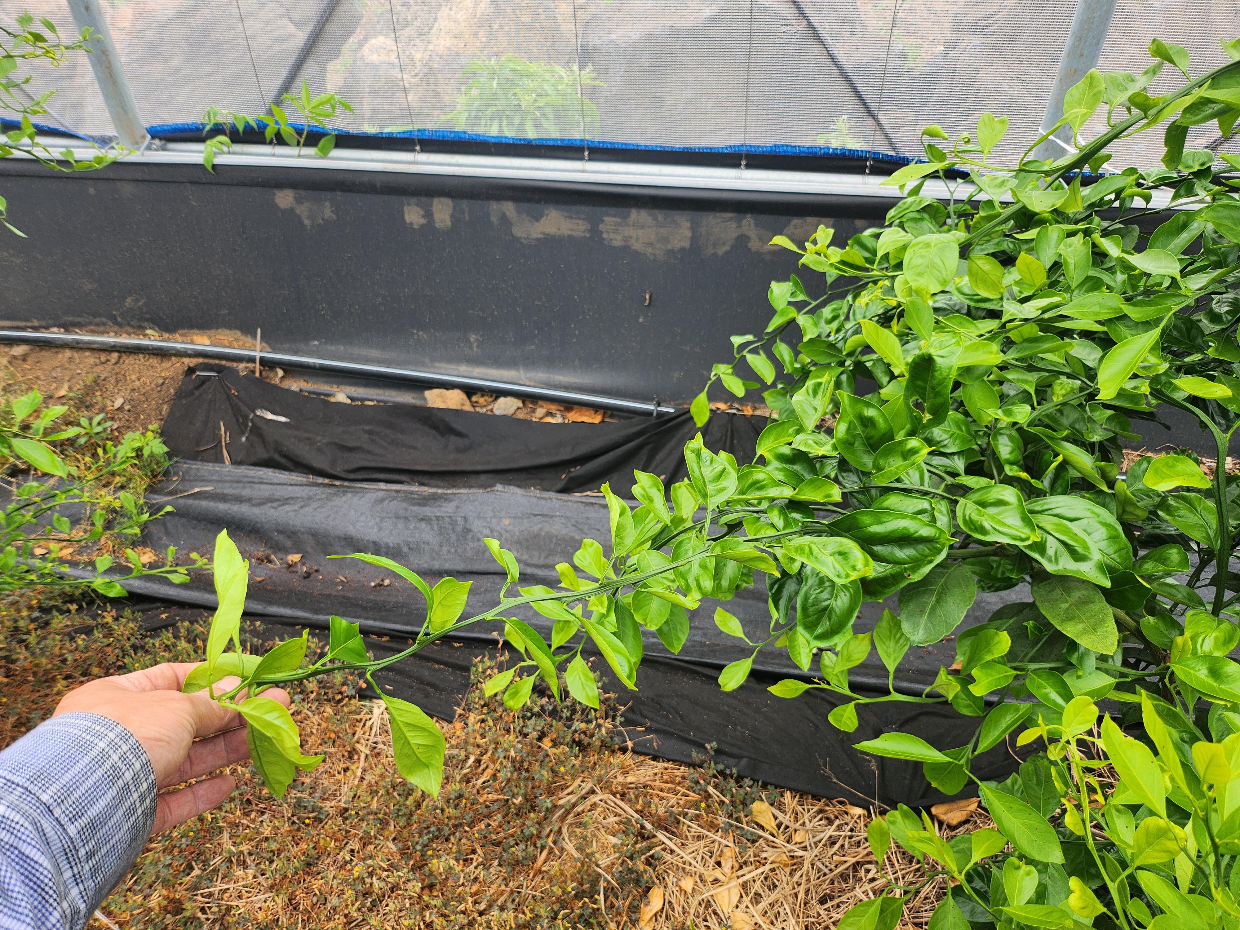 유라조생 봄순 생리 장애 문의