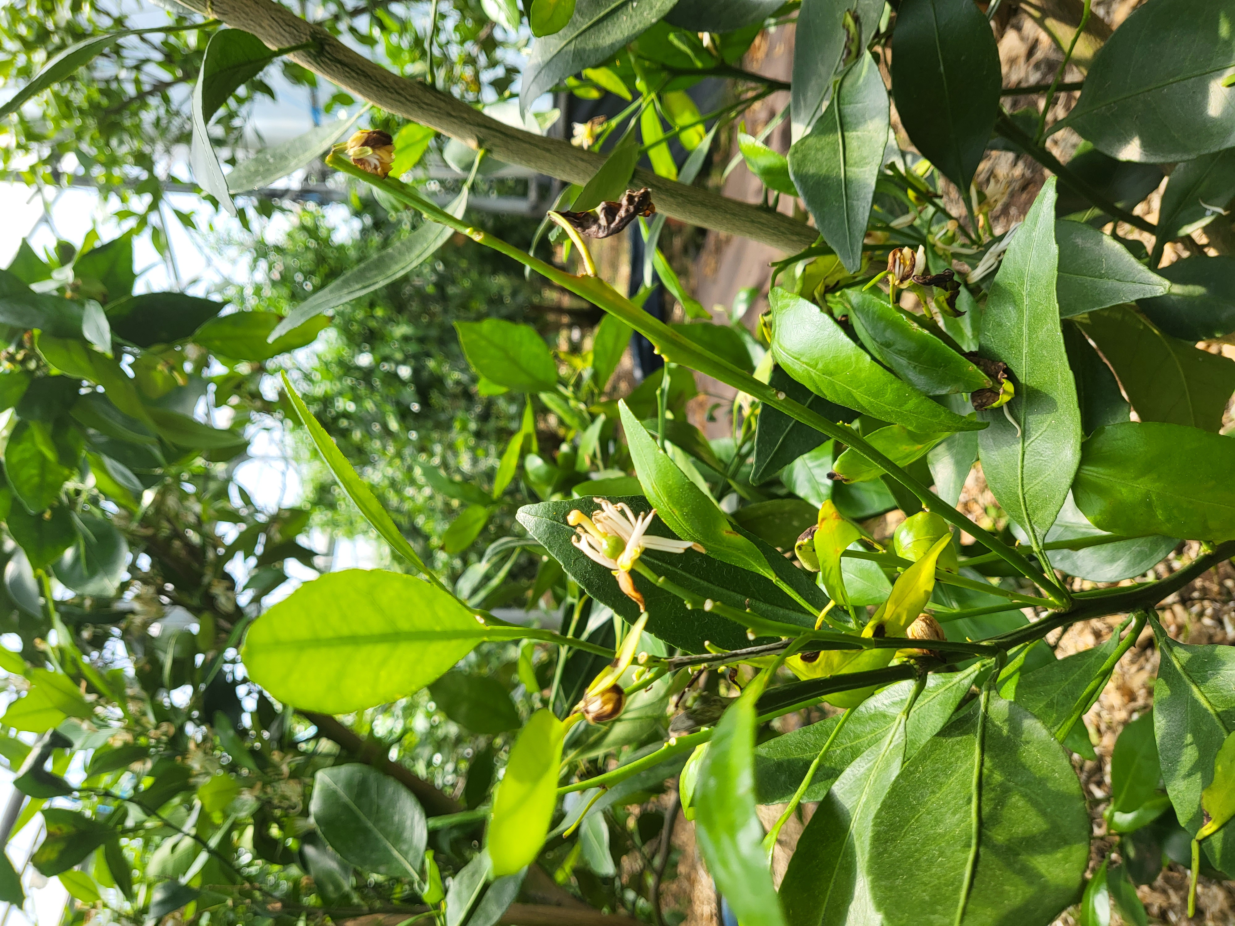 레드향잎사귀와 꽃이 이상해요