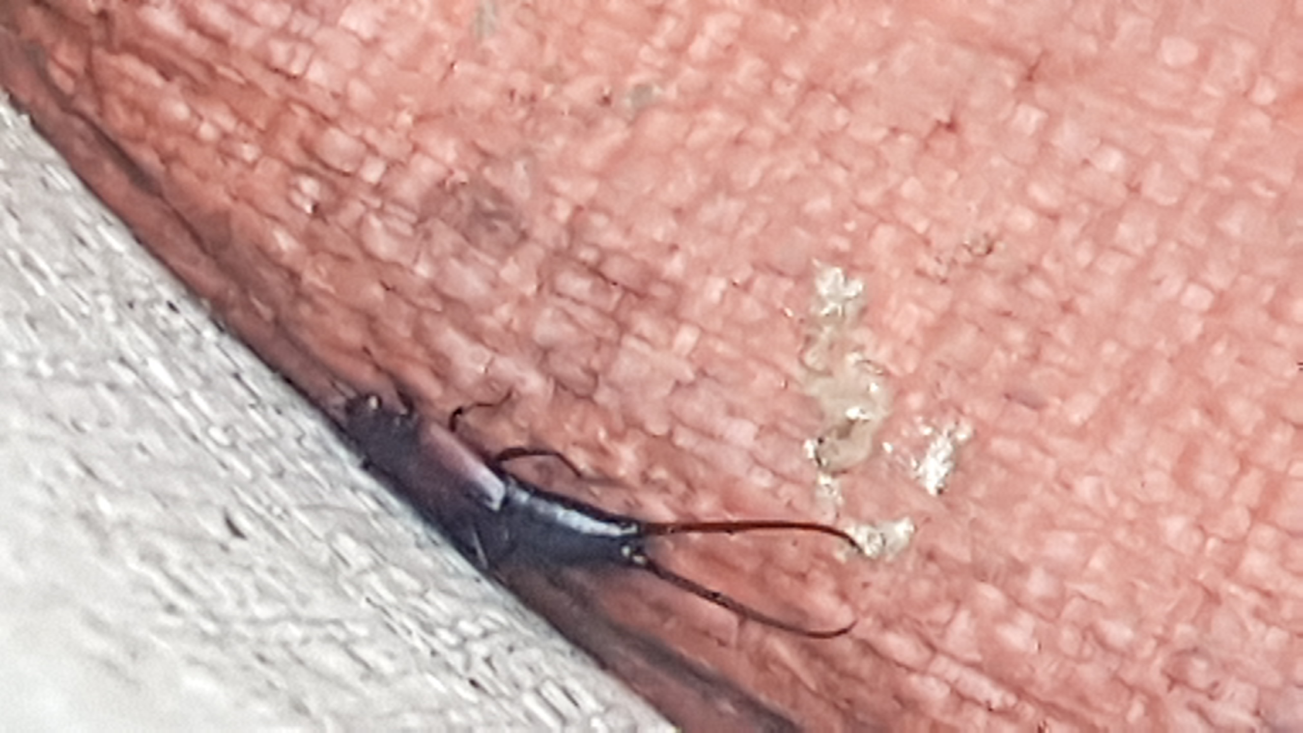 무슨벌레인가요?