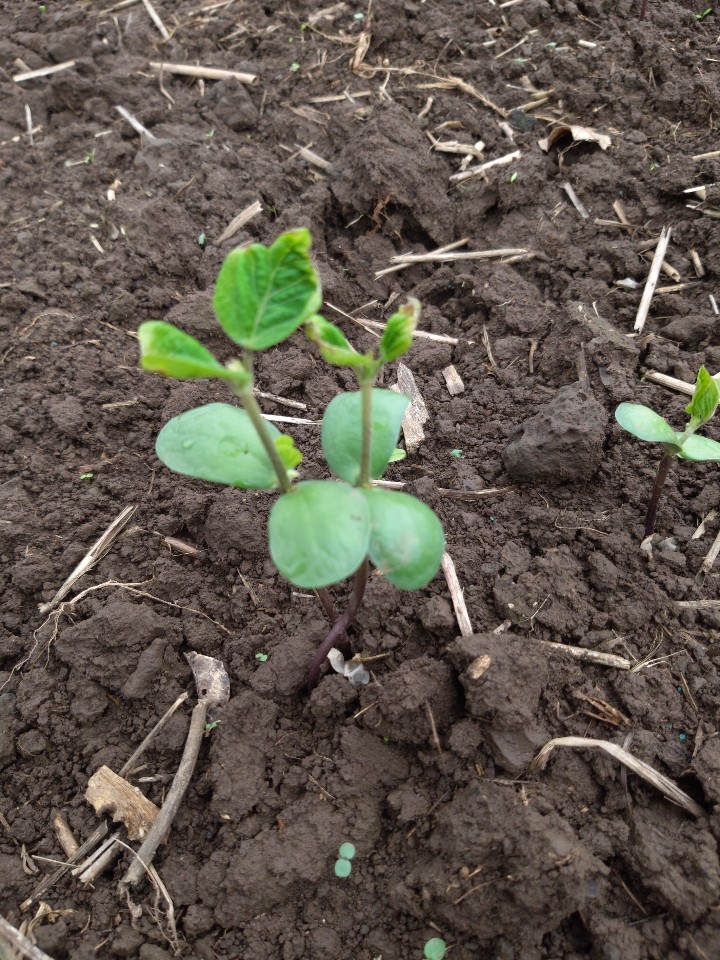콩 - 잎 상태가 ? 걱정스럽네요(선유콩이고 장맛비로 7월 18일 파종)