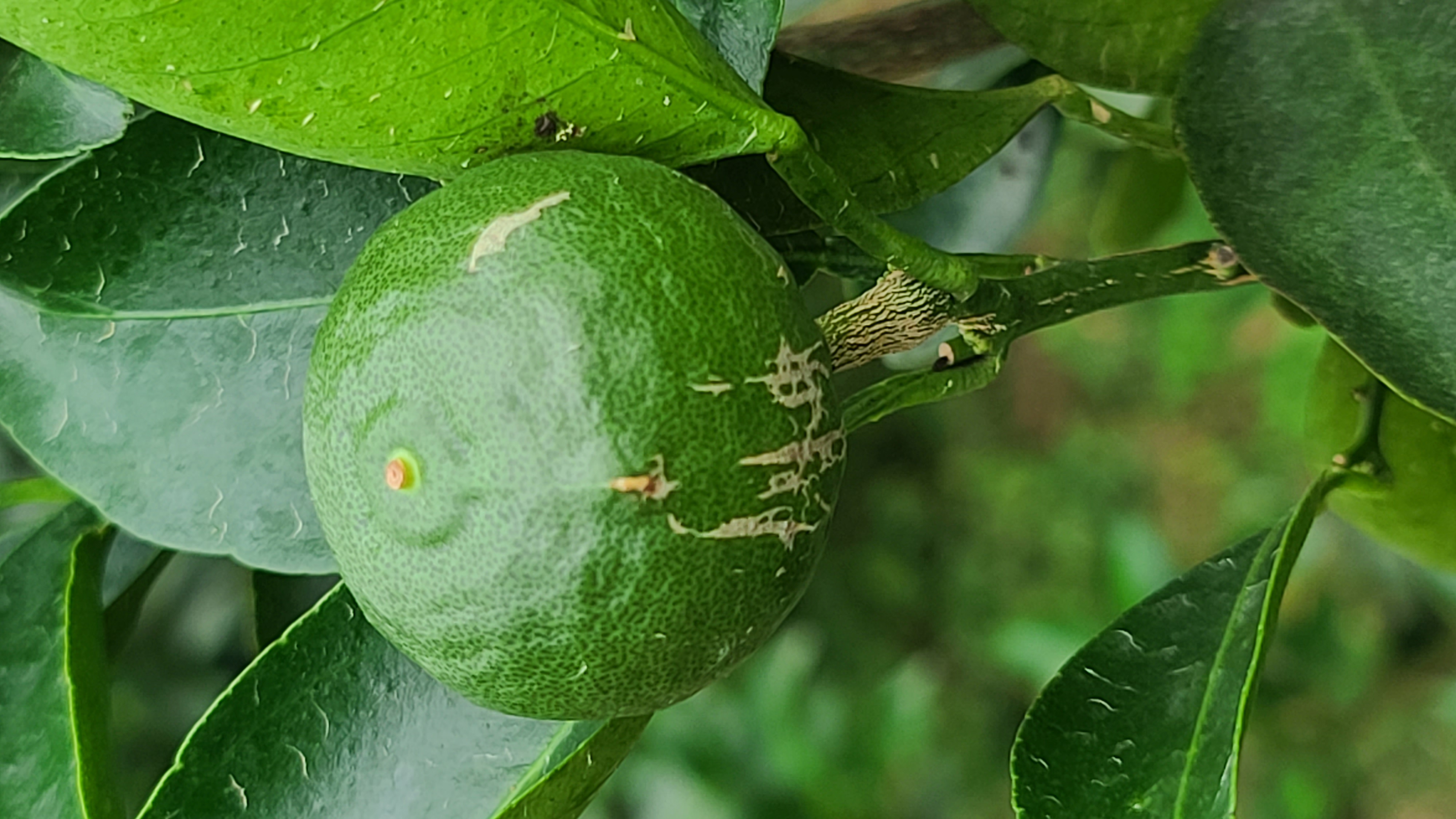 천혜향 열매의 흠집이 어떤 병해충 피해인지 알려주세요. (사진 첨부합니다)