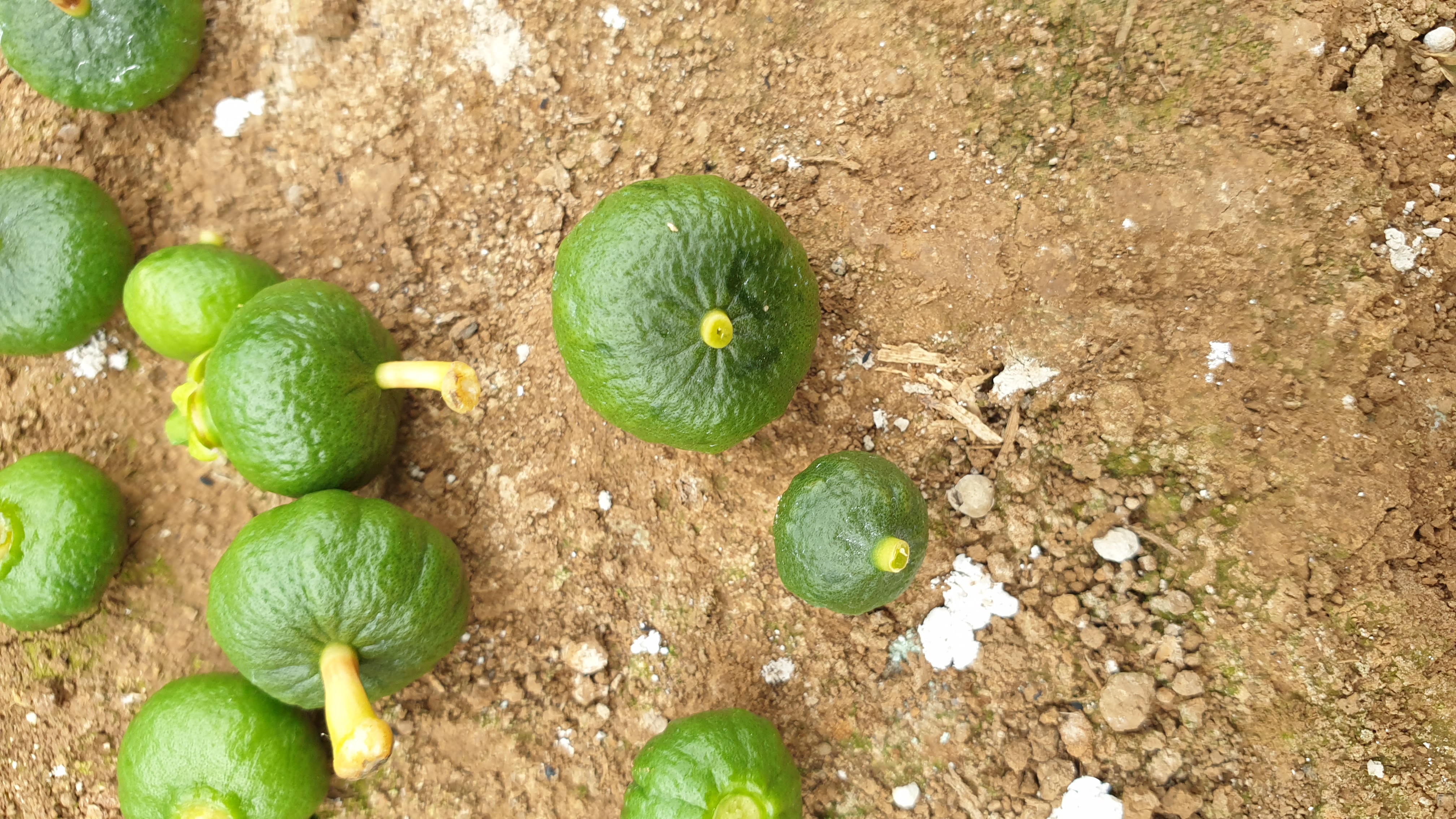 새순 고사 및 열매기형