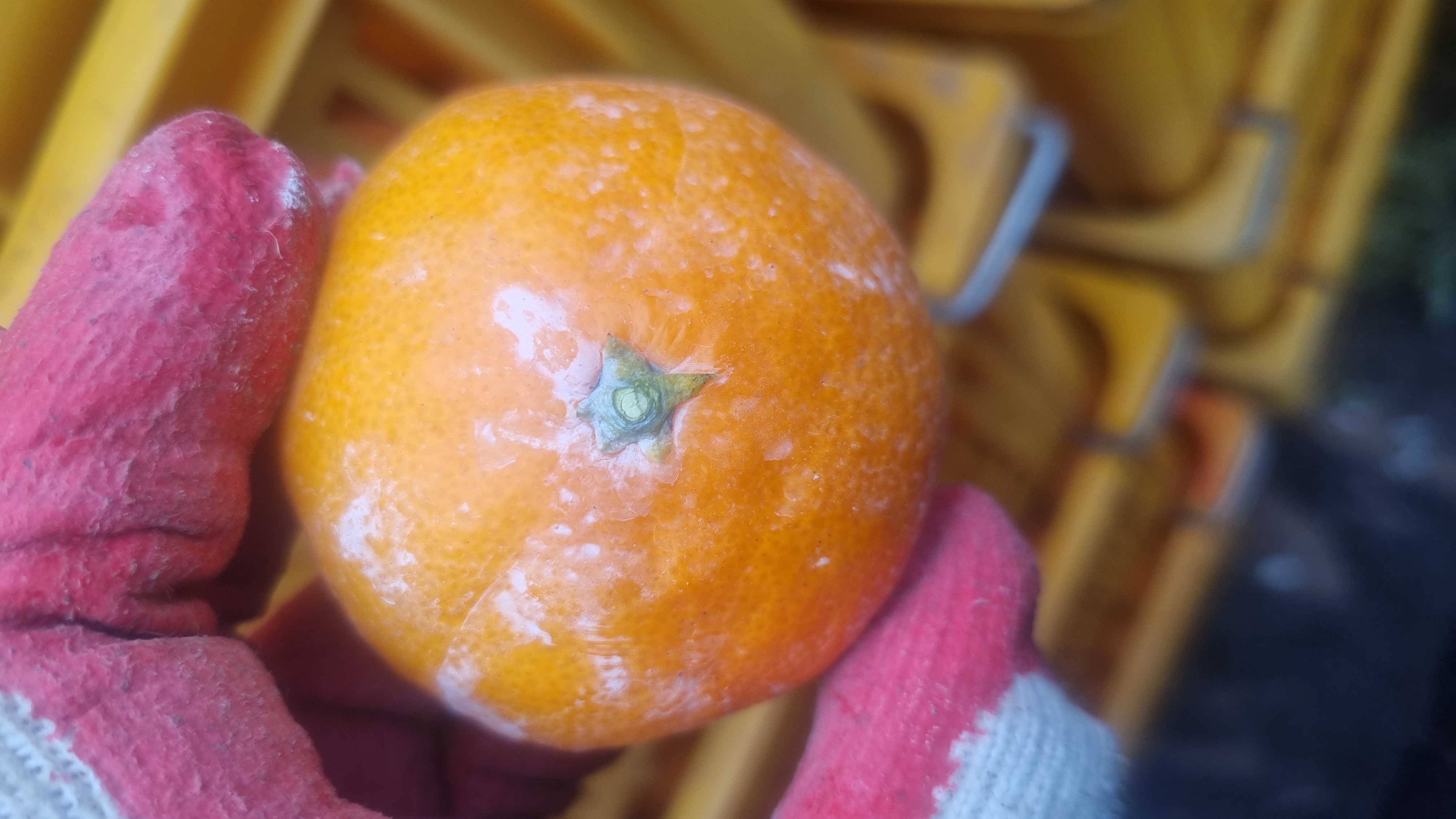 귤상태 확인 좀 부탁드려요 