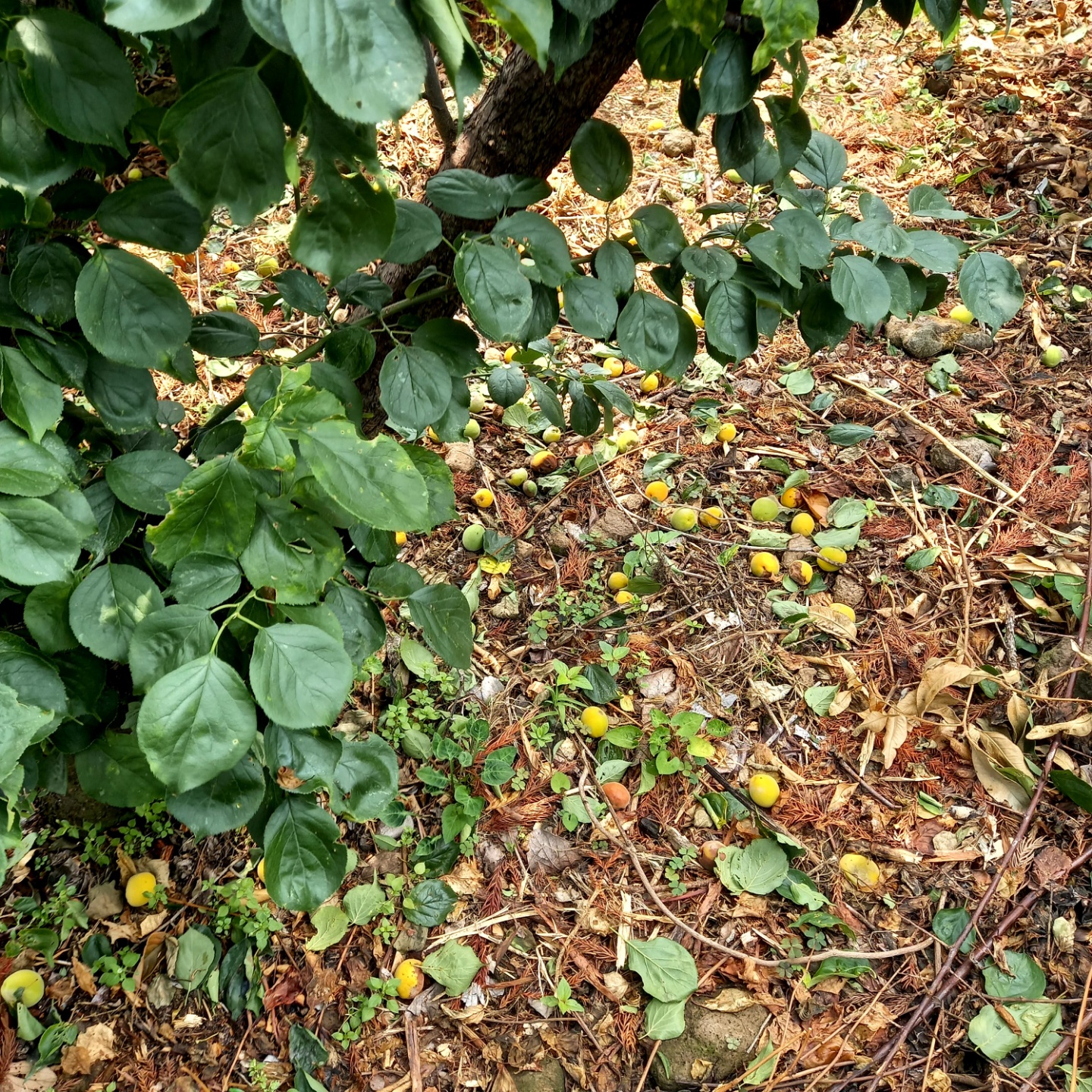 매실열매가 썩어 떨어져요. 병이 감귤나무에 옮기지는 않는걸까요?