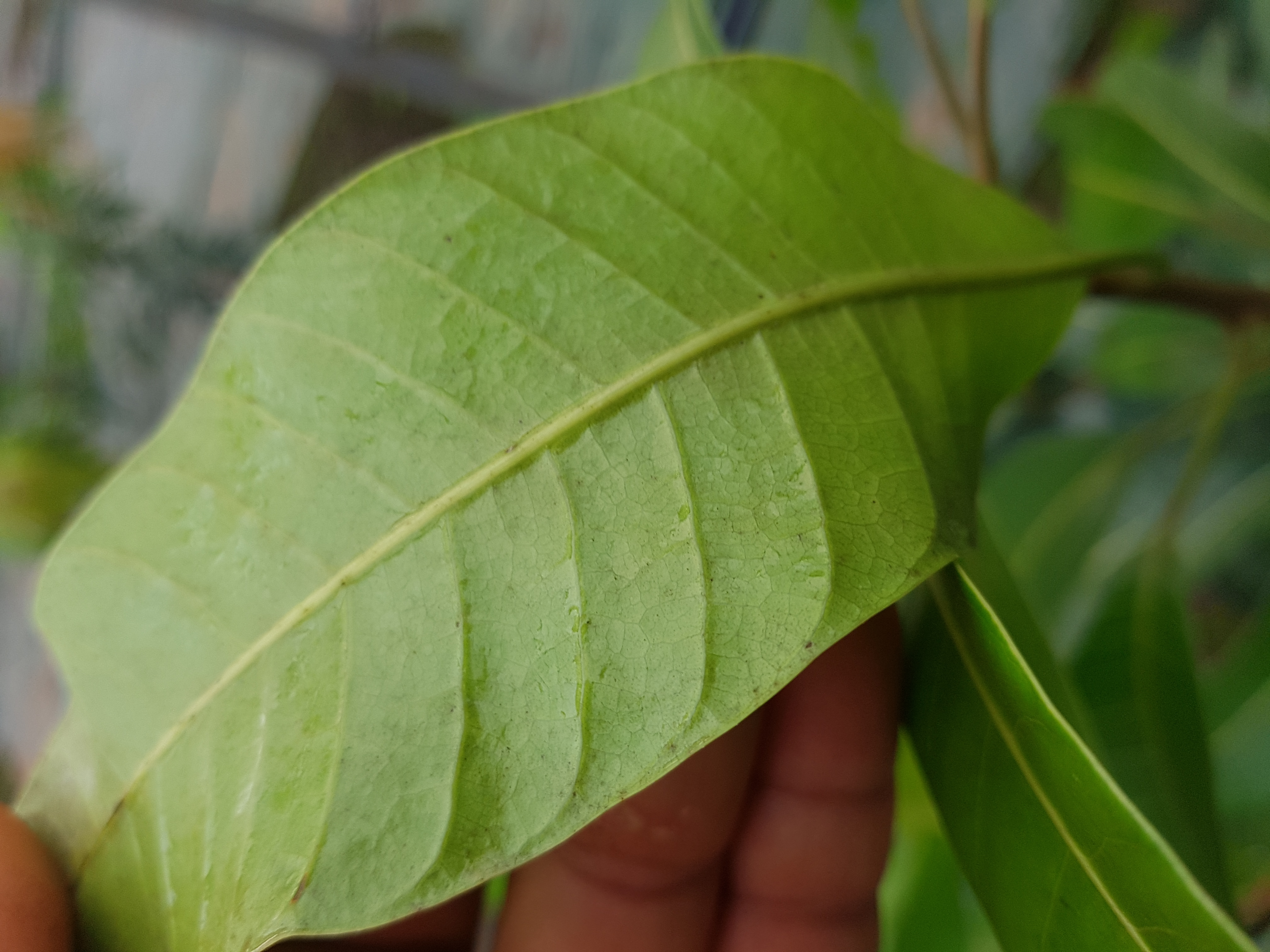 어윈망고 병해충에 대해서 문의 드려요