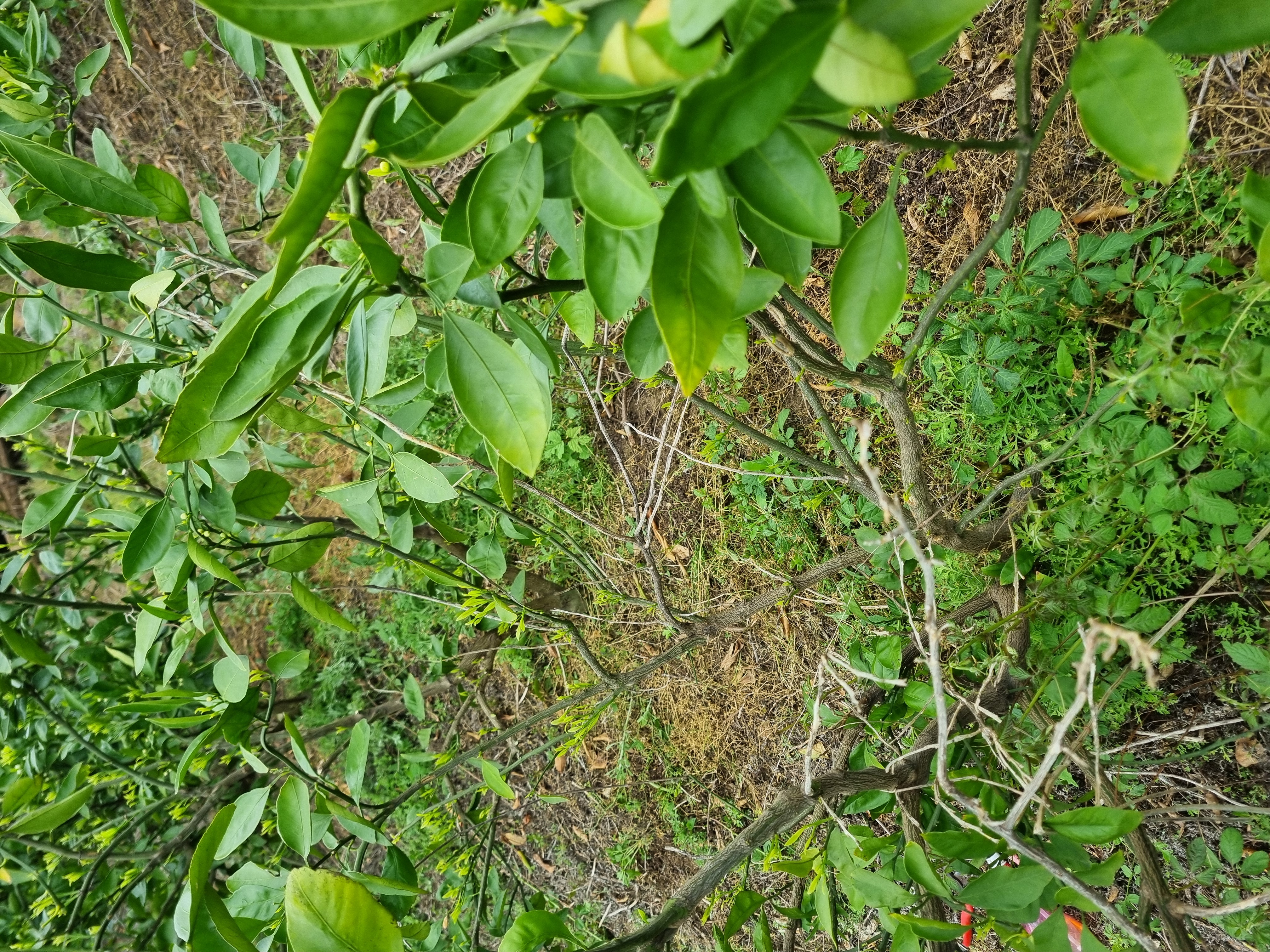 노지 감귤 나무 문의