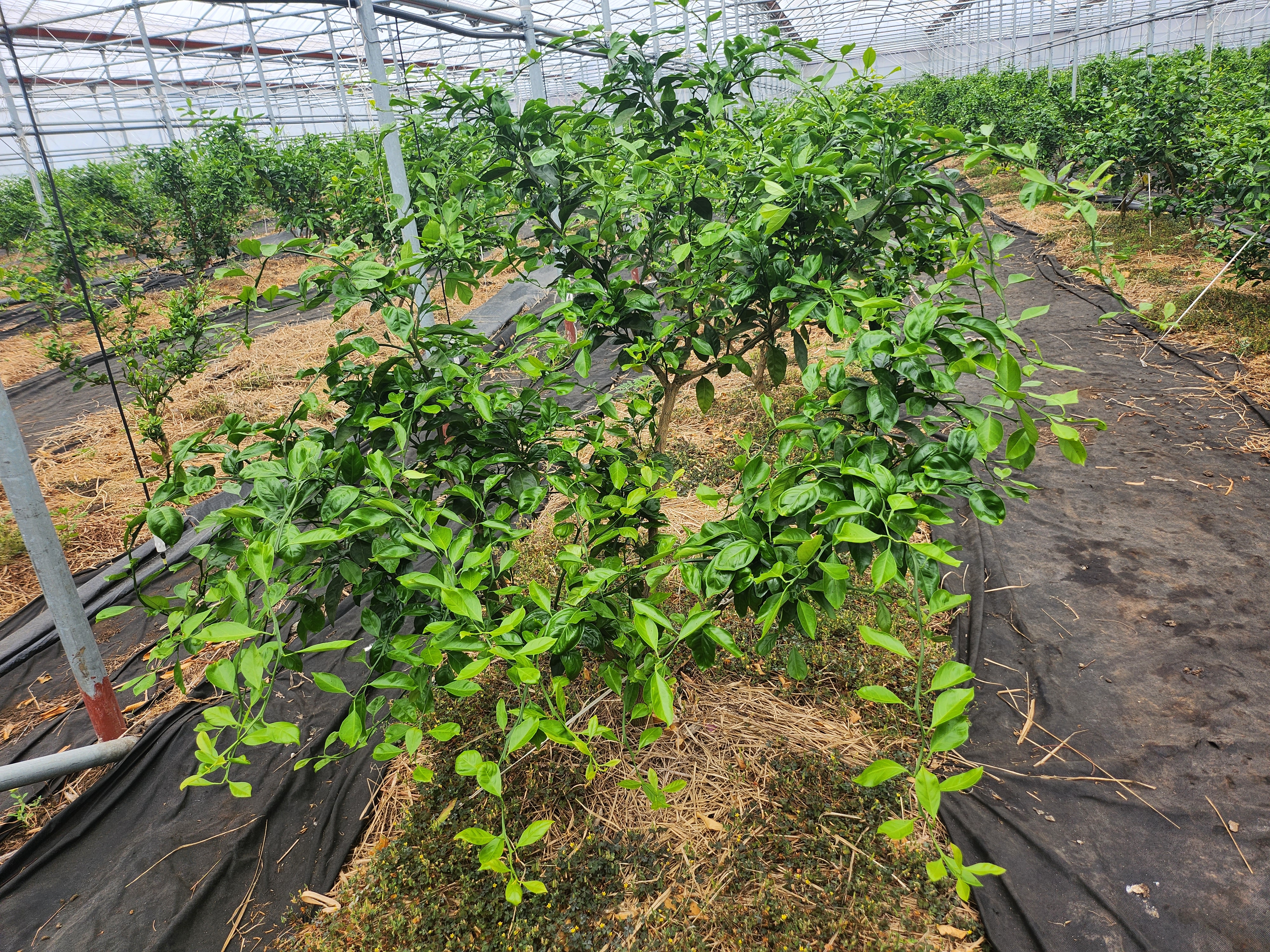 유라조생 봄순 생리 장애 문의