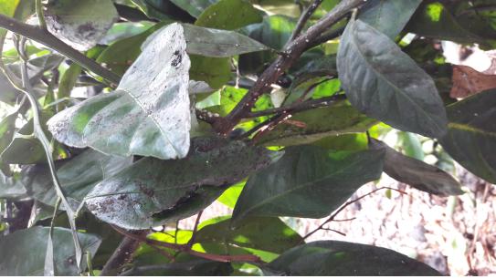 비가림 하우스 귤 상태 문의