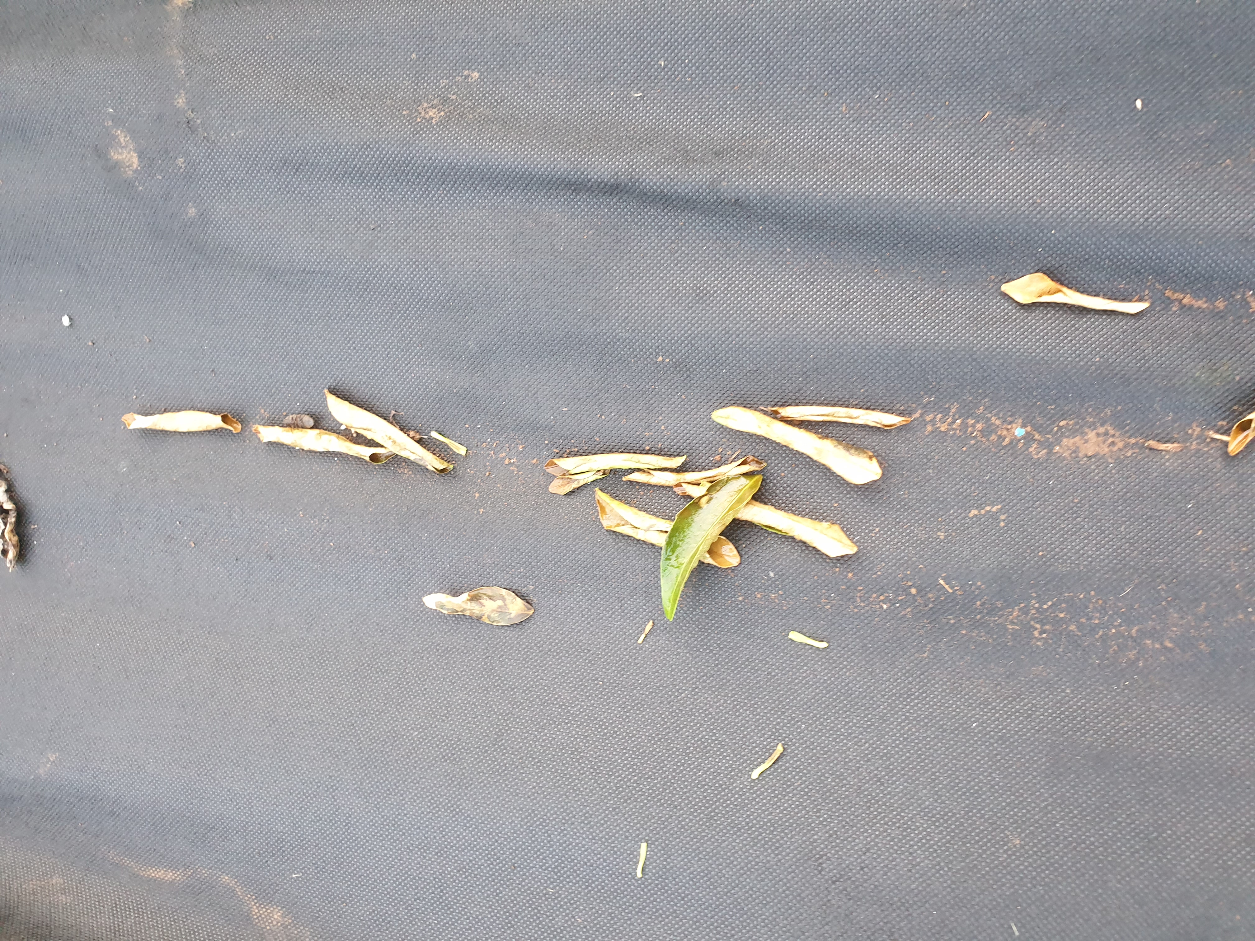 만감류 잎의 이상 징후