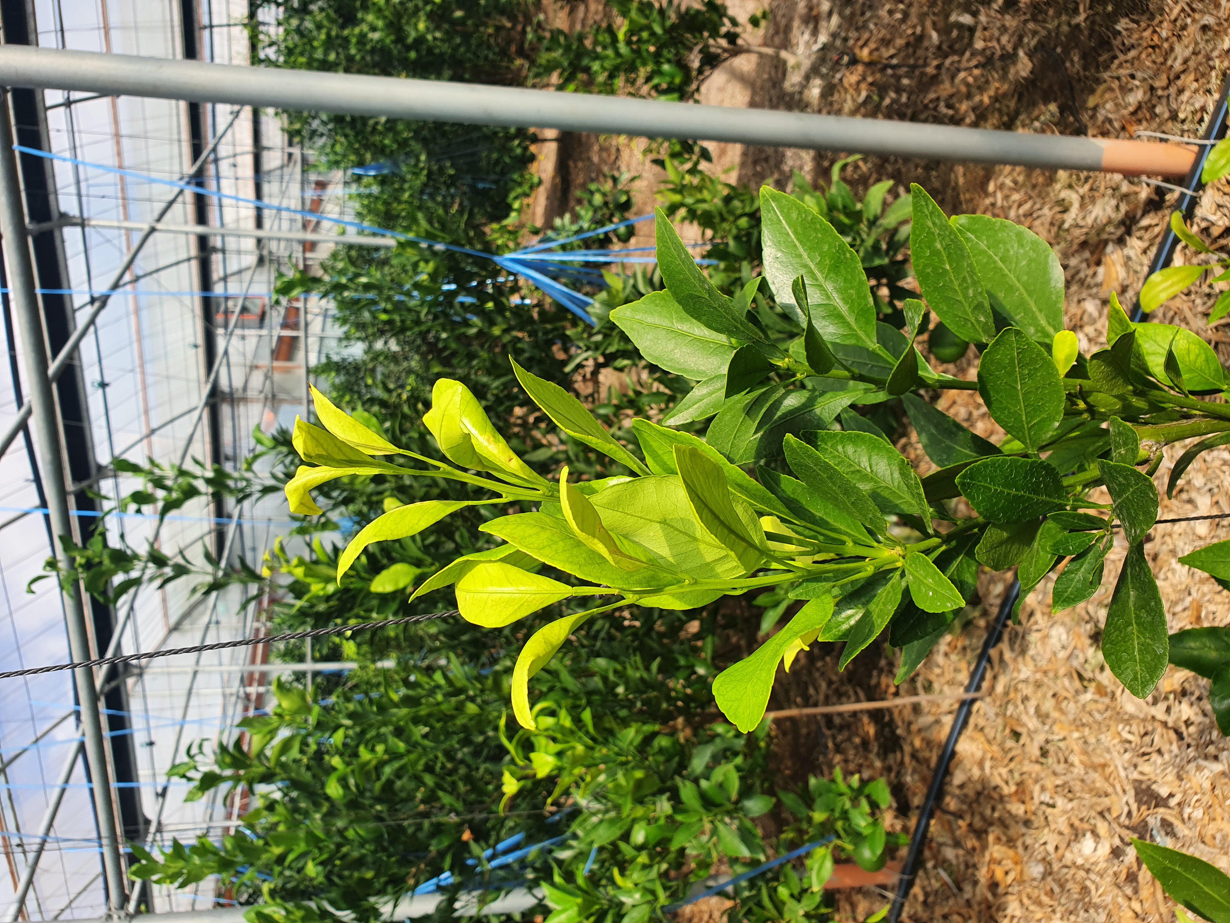 레드향 새순관련 문의