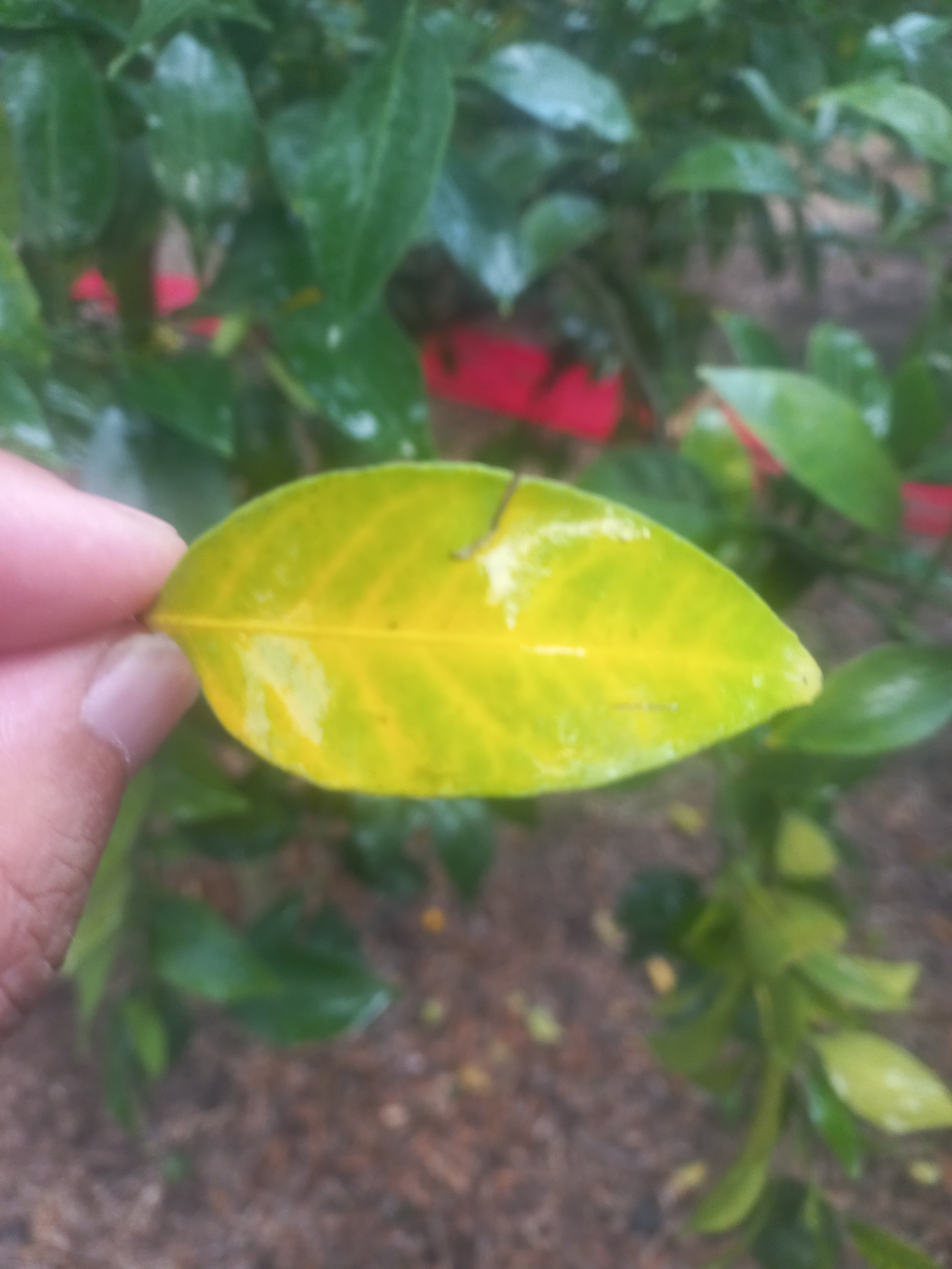 한라봉 잎사귀 상황