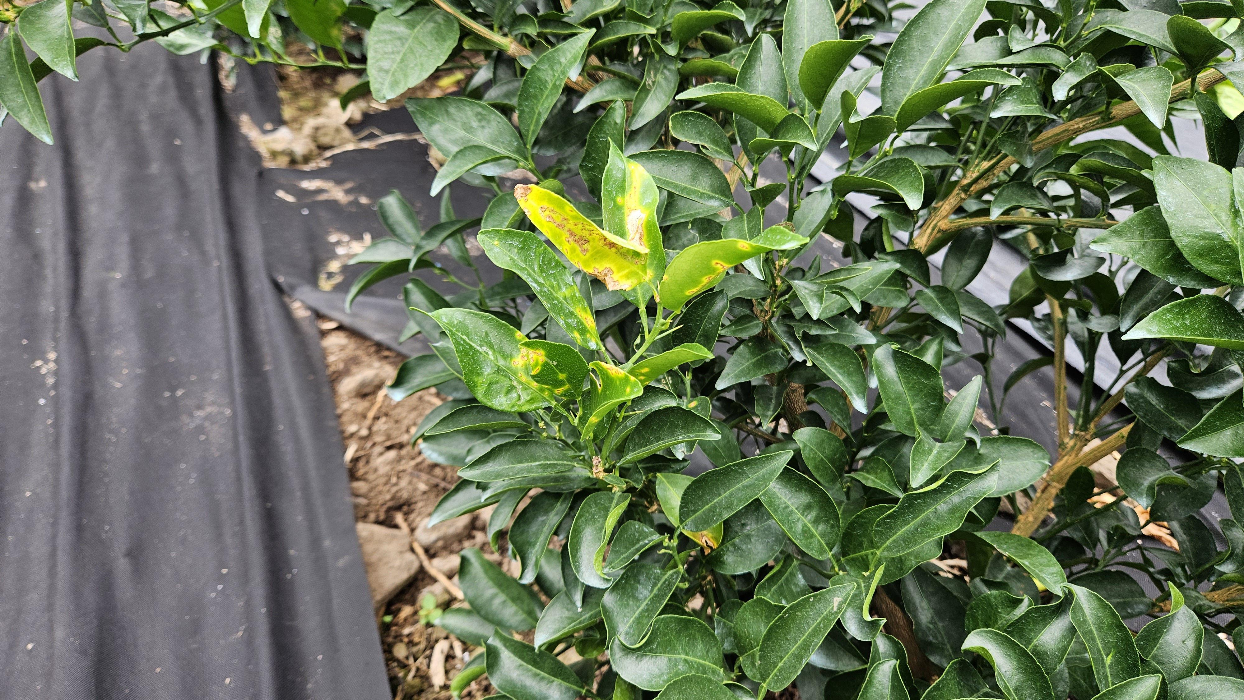 천혜향 병해충?