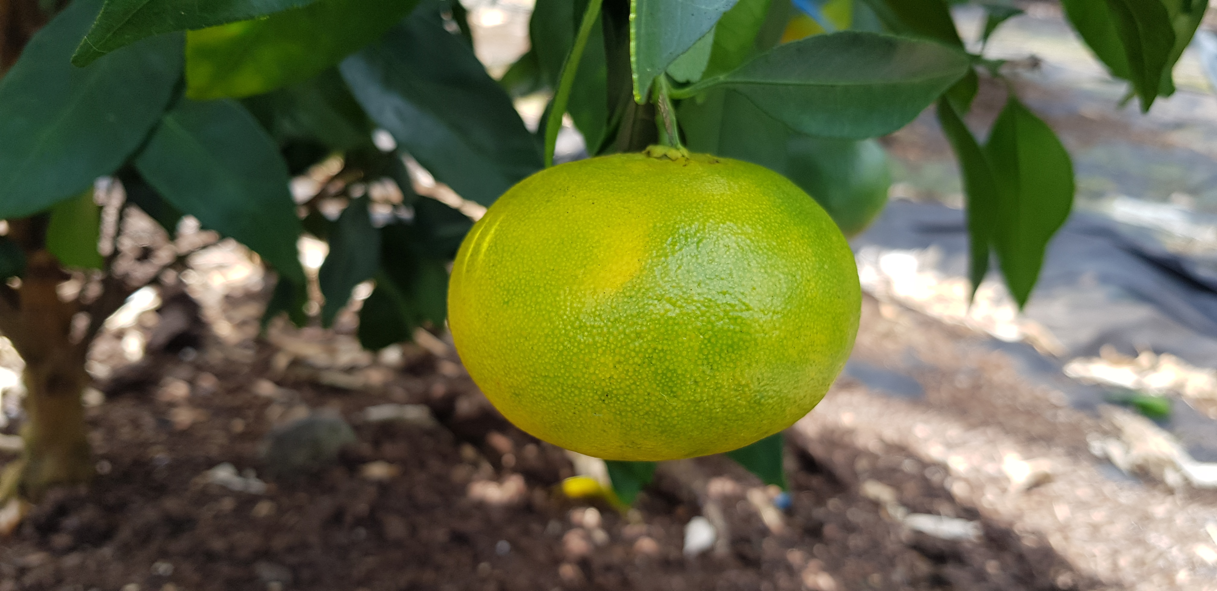 레드향 낙과 관련 문의