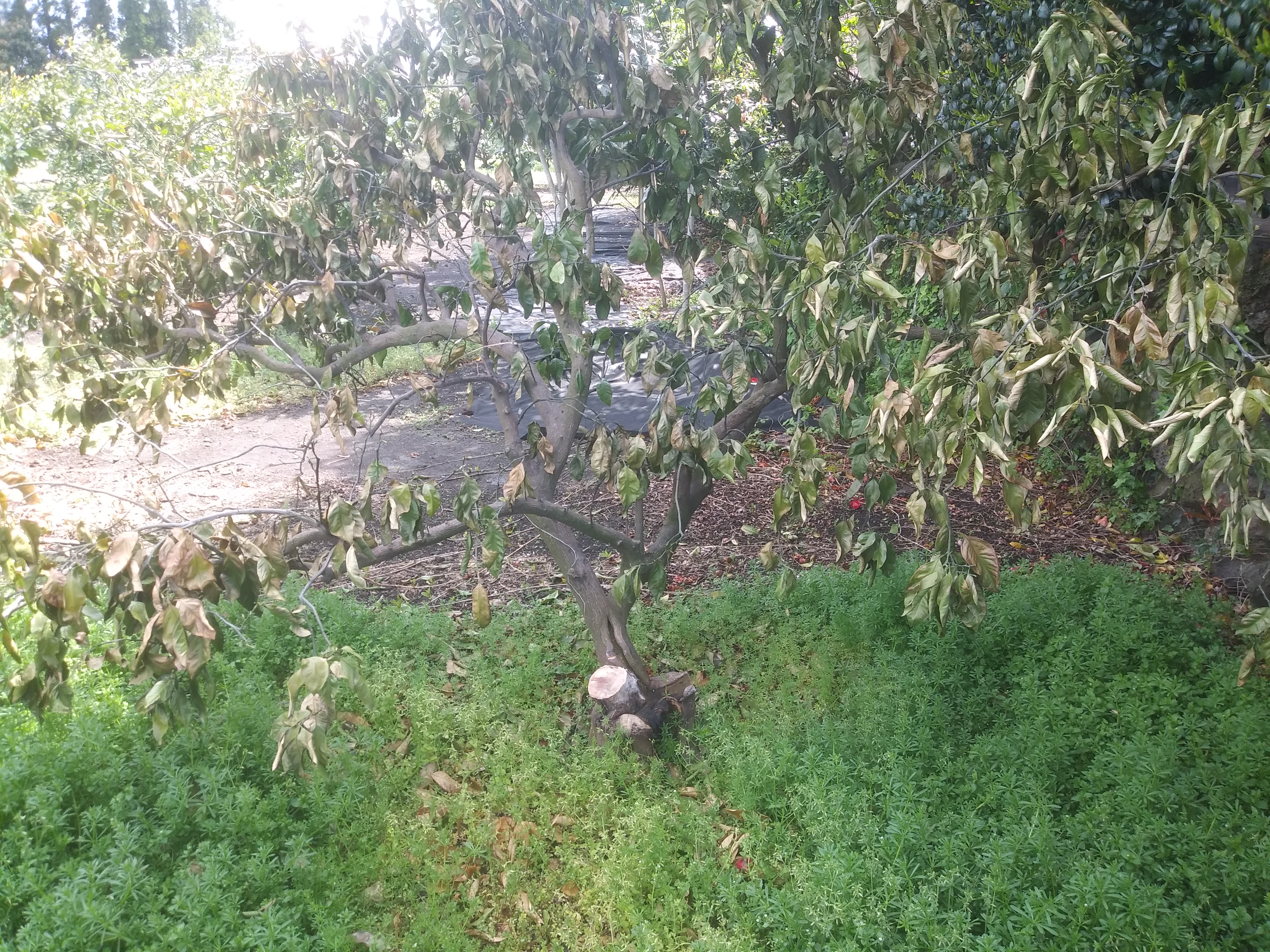 병충해와 관련하여 문의합니다