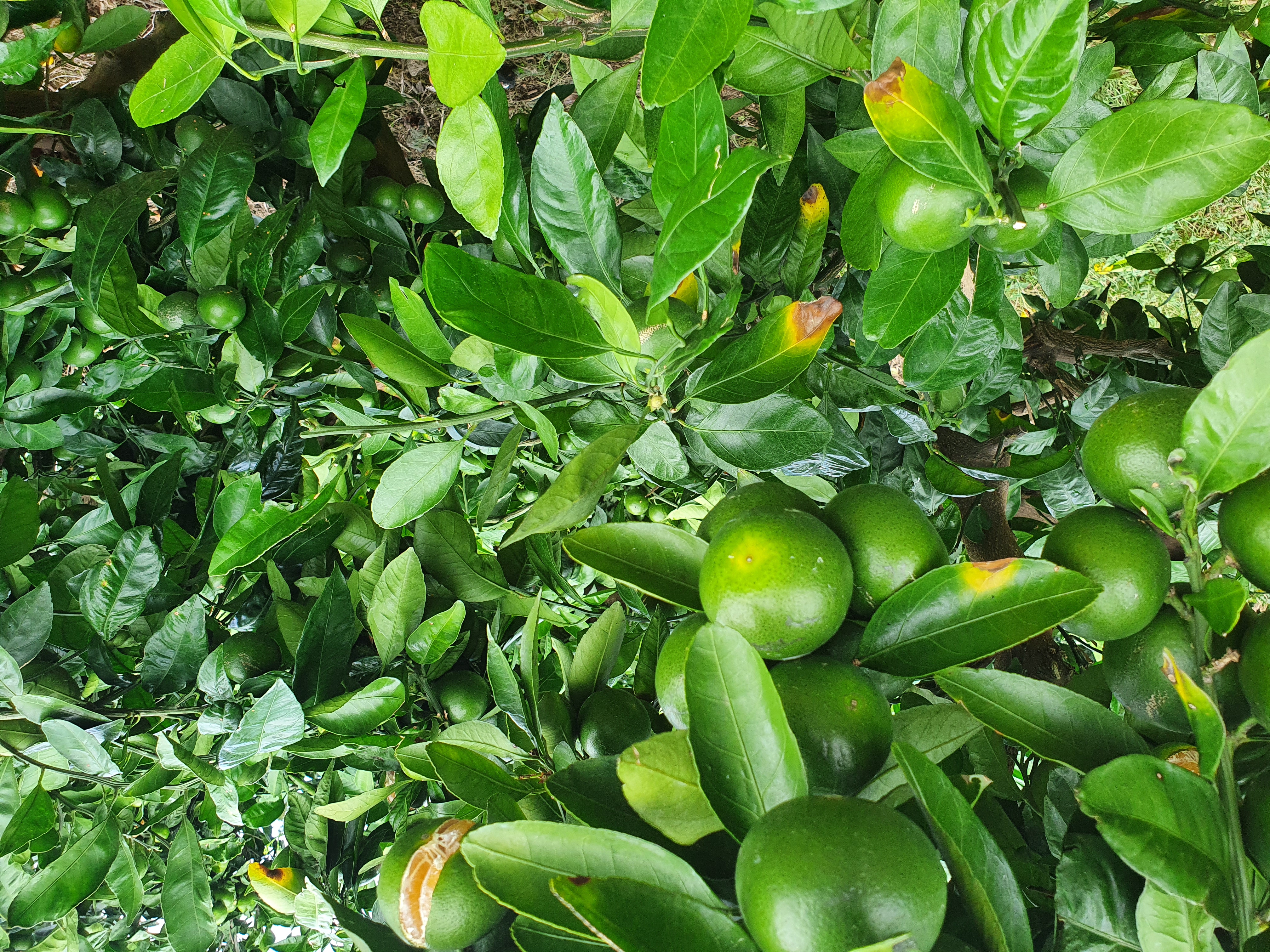 노지감귤 과수원 잎상태