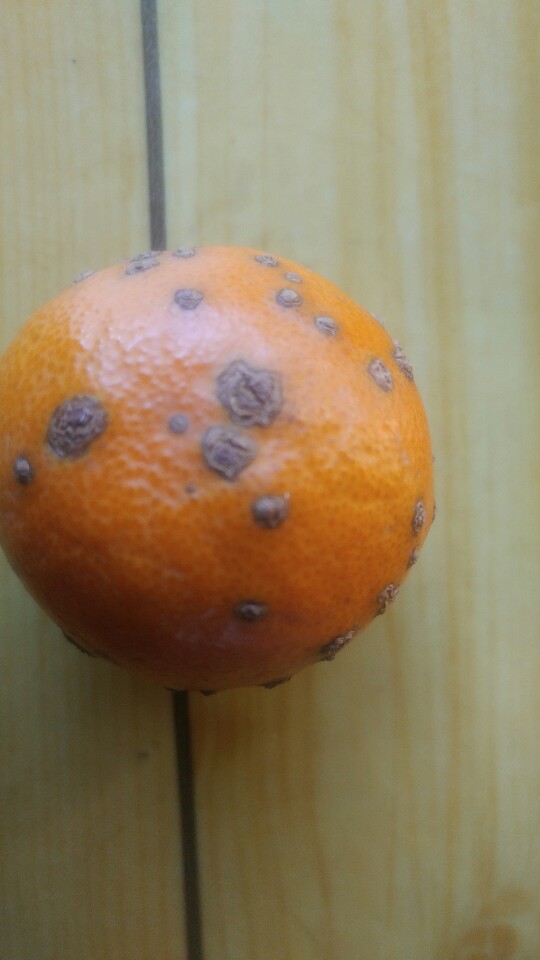 병충해 알수있을까요?