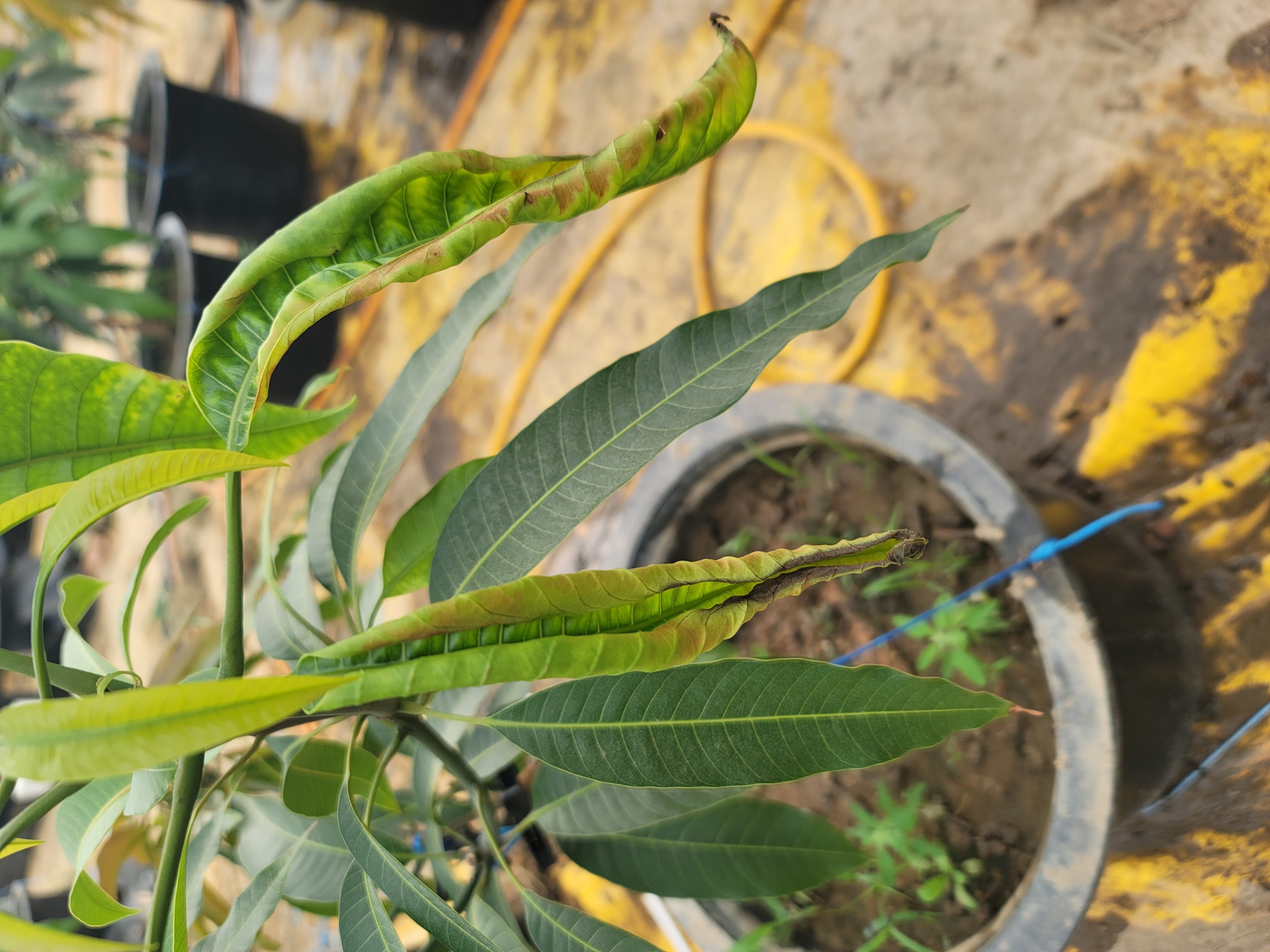 애플 망고 잎이 이상해요