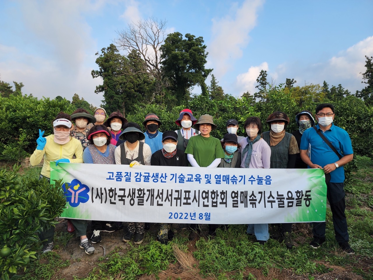  고품질감귤 안정생산을 위한 생활개선회원 열매솎기 수눌음 지도