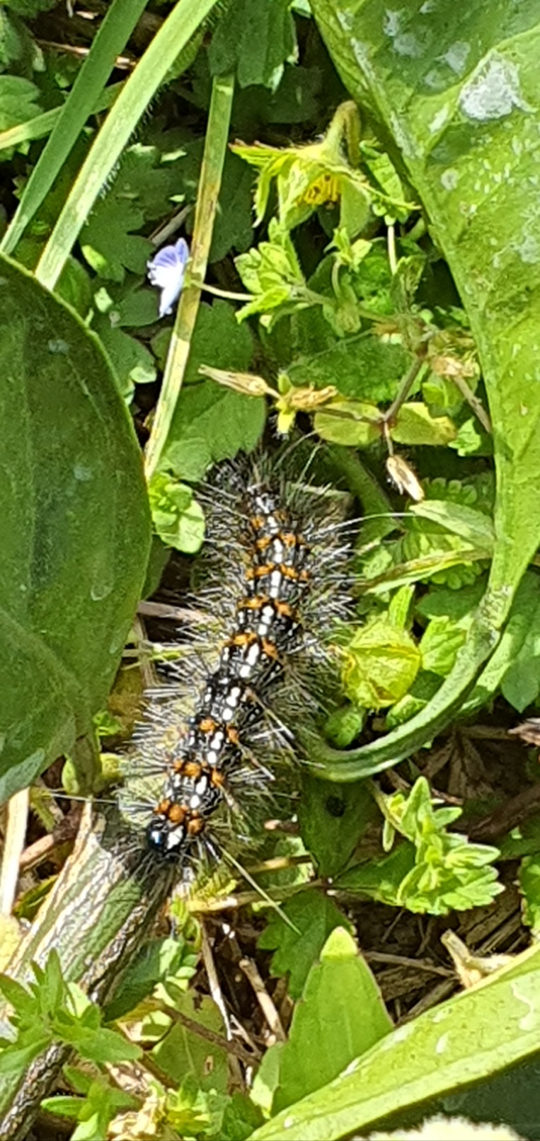 벌레이름은?(전정하다 보았습니다)