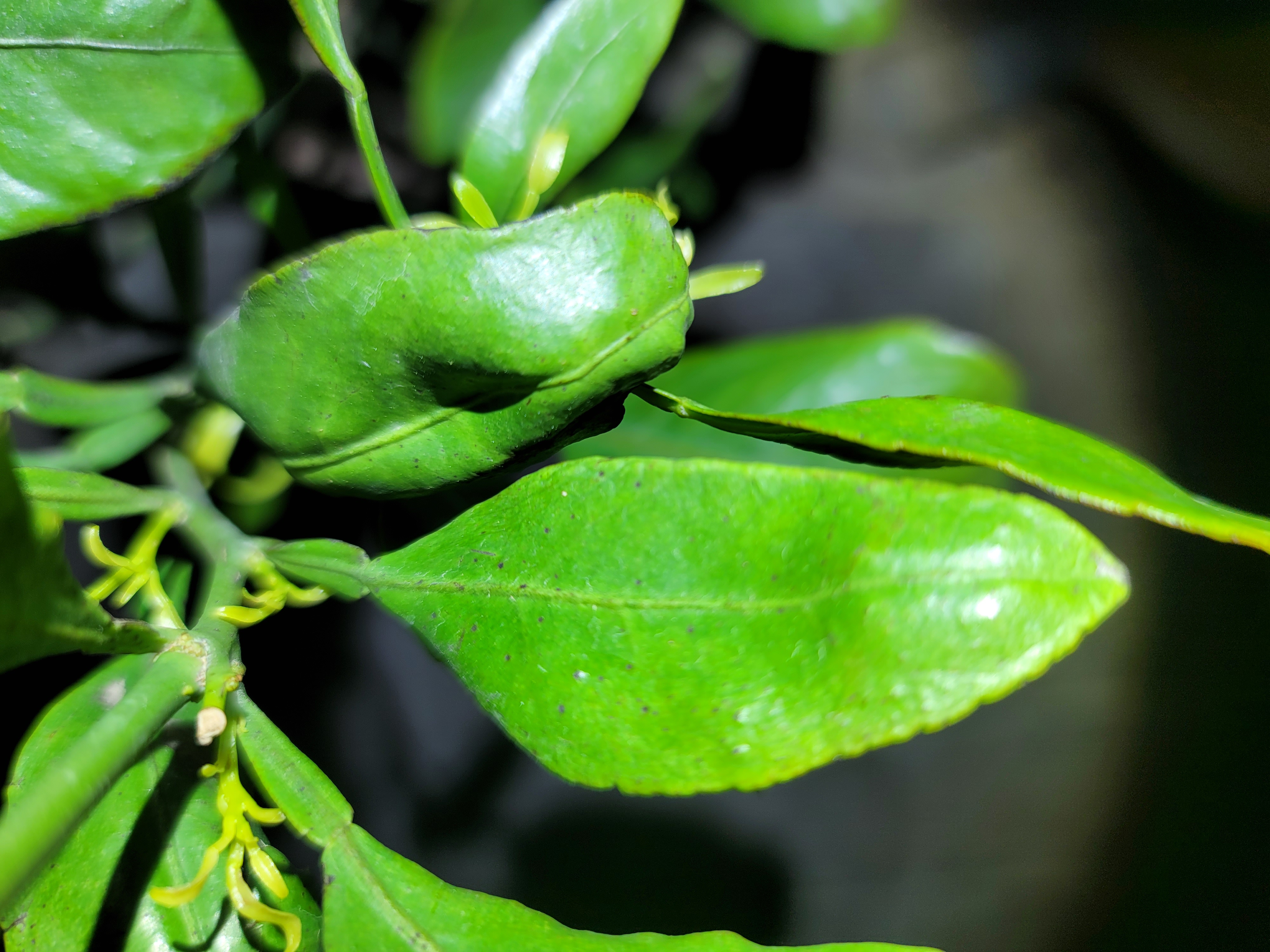 안녕하세요 잎 변색질문드립니다.