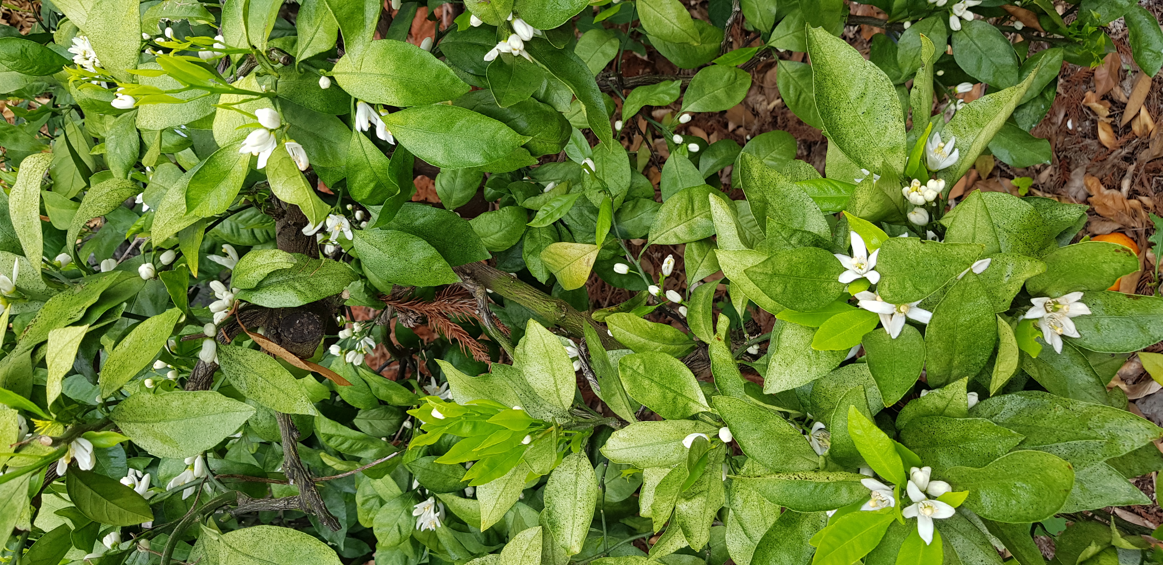 노지감귤 나무(잎) 병충해 문의