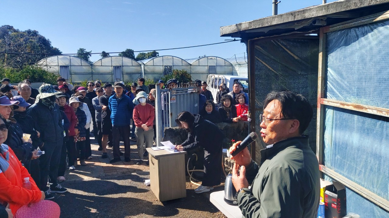 노지감귤 정지전정교육(효돈농협)