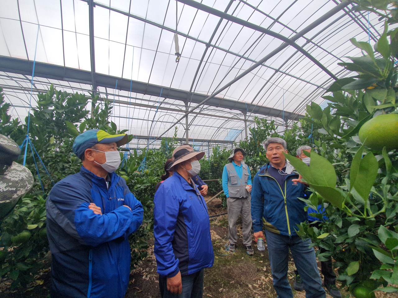 한경농협 만감류 공선회 컨설팅