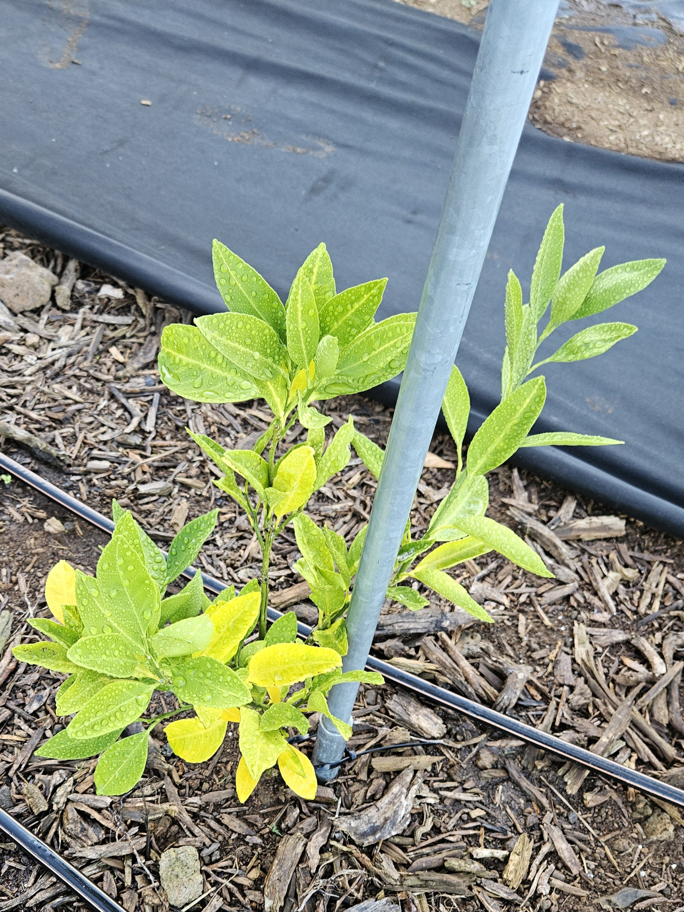 증상문의드립니다.