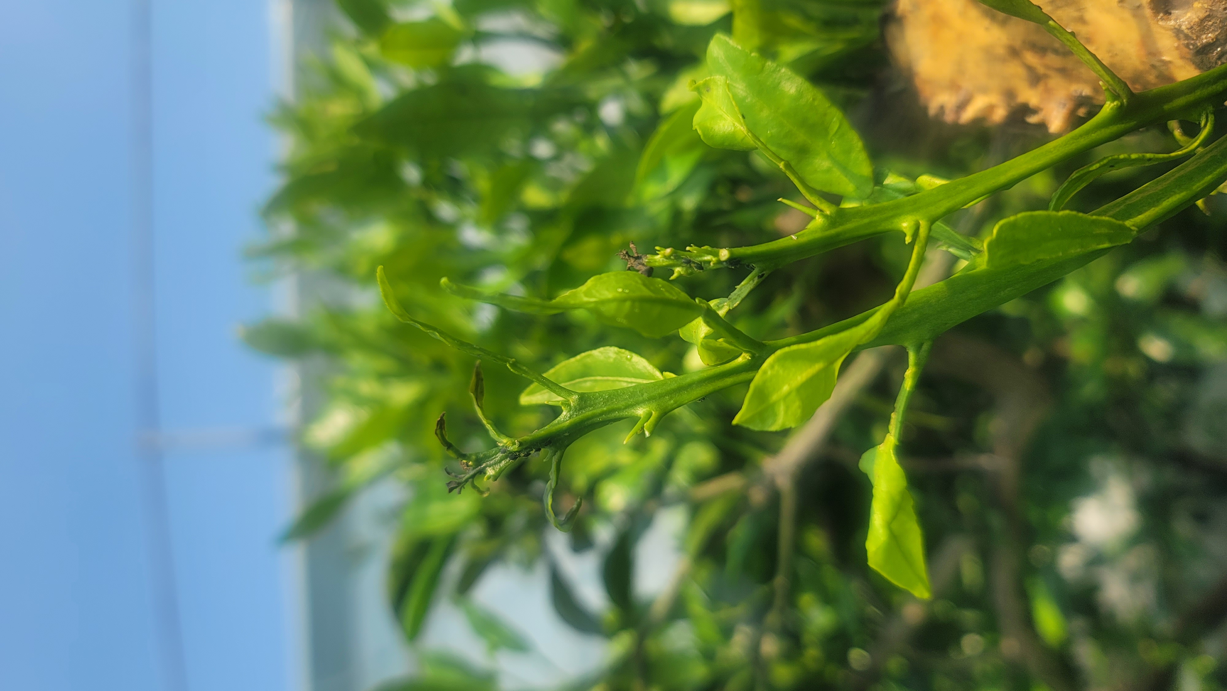 안녕하세요 노지한라봉 몇가지 질문이 있습니다