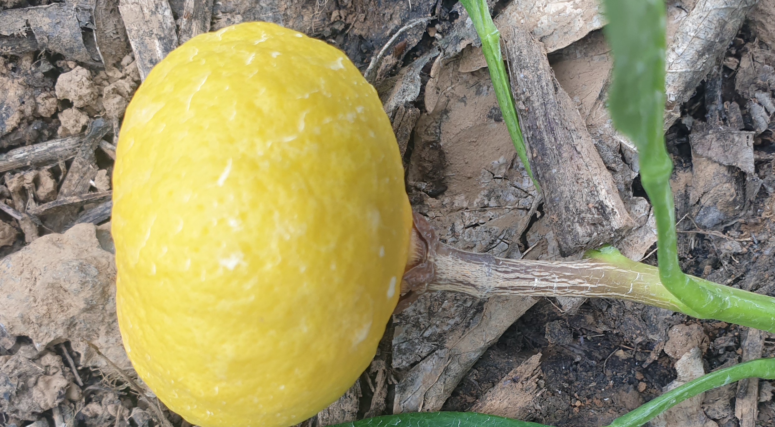 레드향 낙과 과다