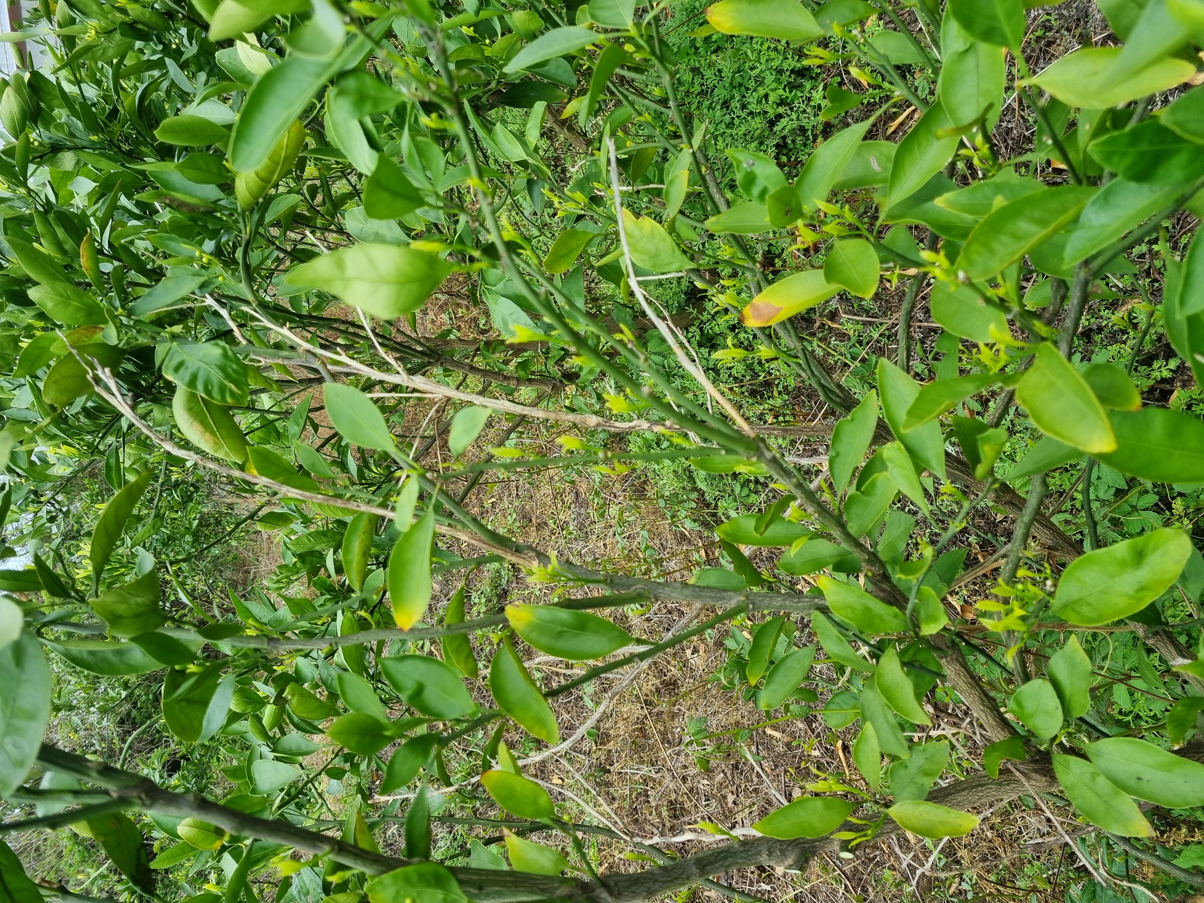 노지 감귤 나무 문의