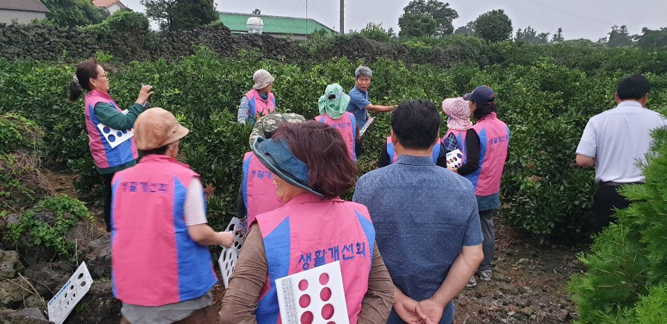 한림읍 농업인단체 감귤 열매솎기 봉사활동(8월6일)