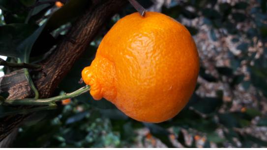 비가림 하우스 귤 상태 문의