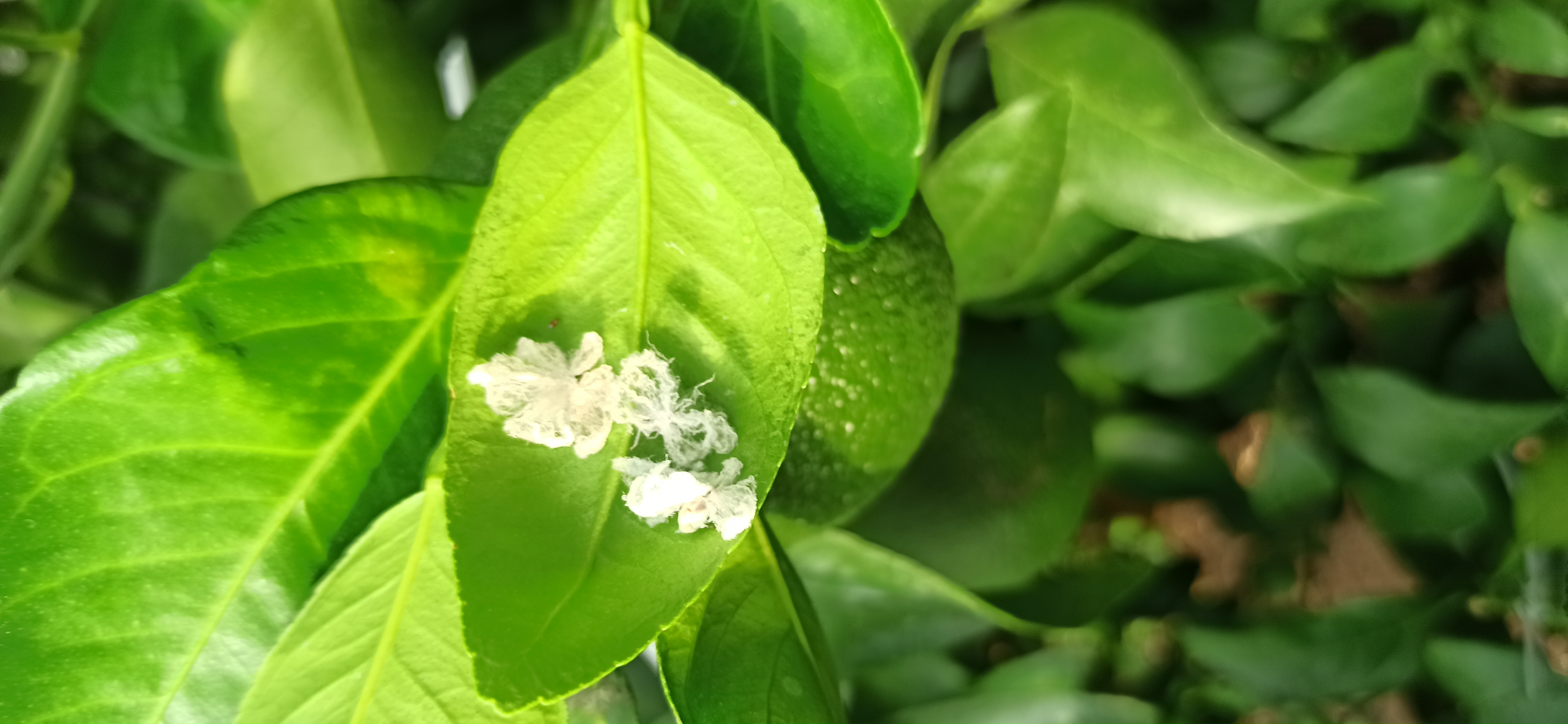 한라봉 나무에 못보던 벌래가 많아요