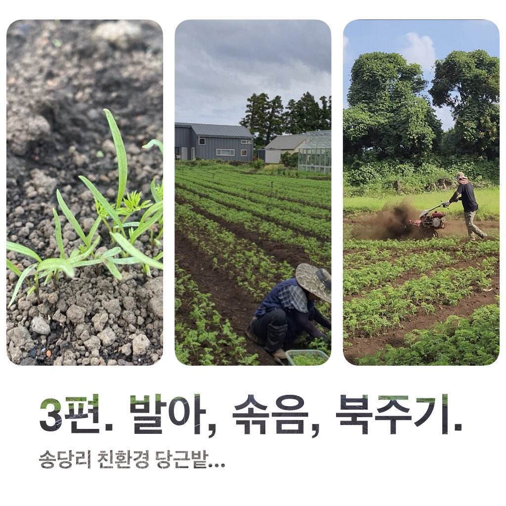 당근 파종부터 수확까지 현장에서 영상으로 배우기 _  발아, 솎음, 북주기
