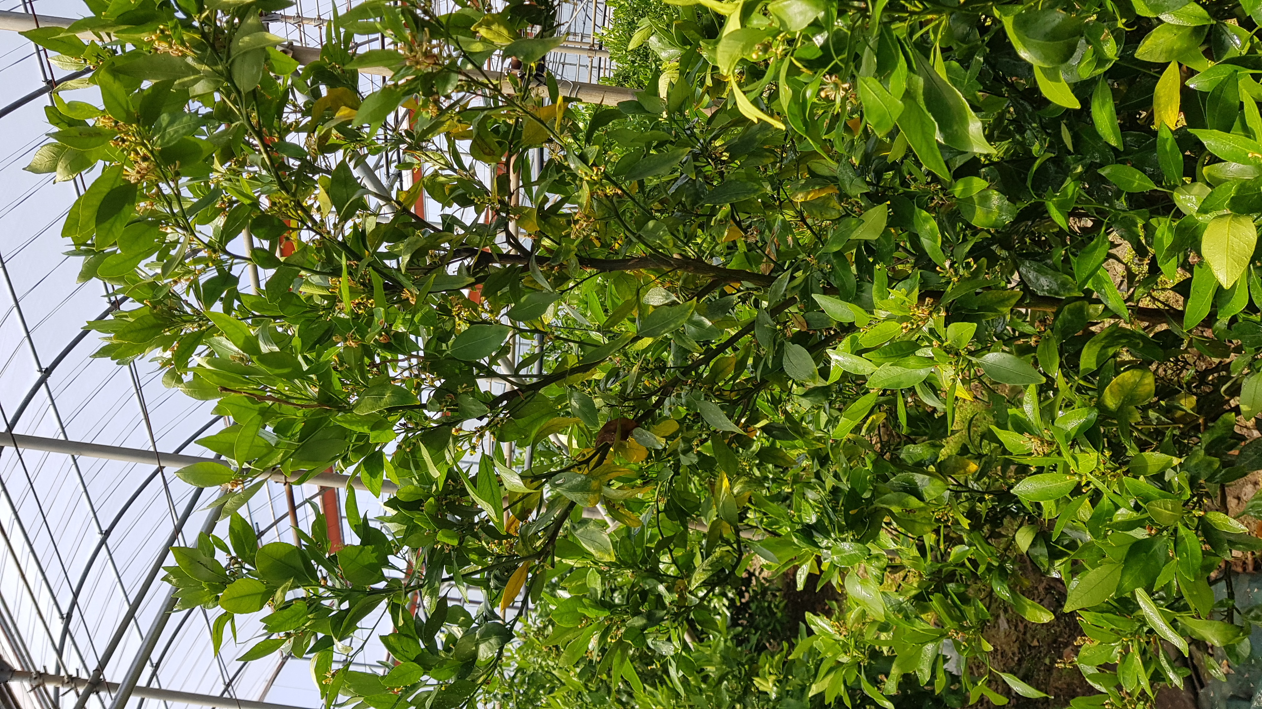 레드향나무관련