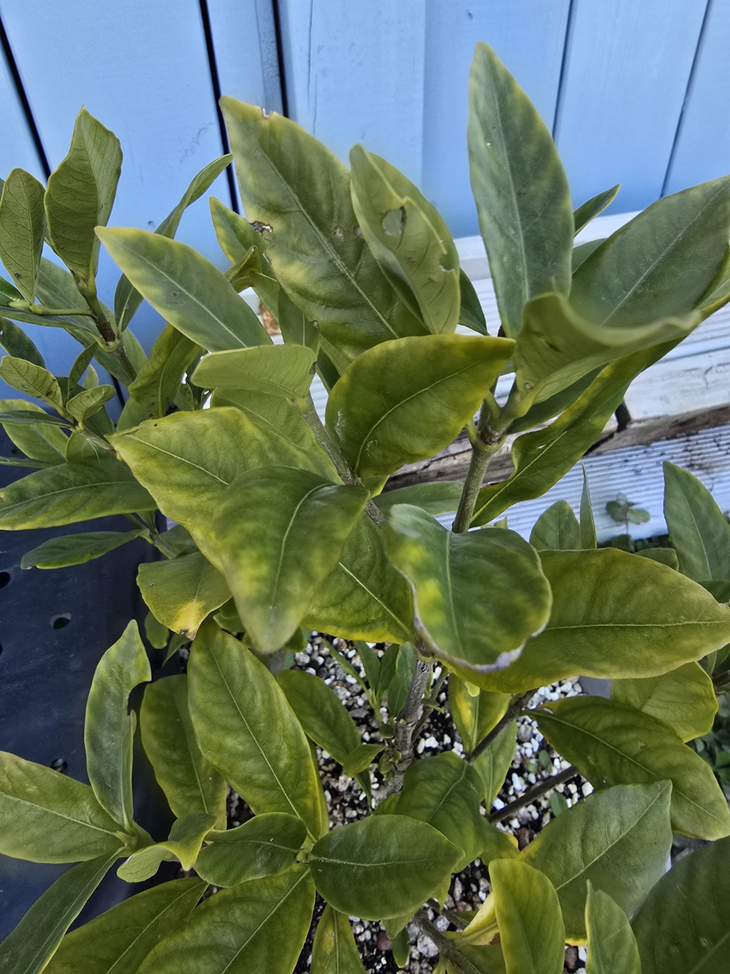 영양소 결핍 증상