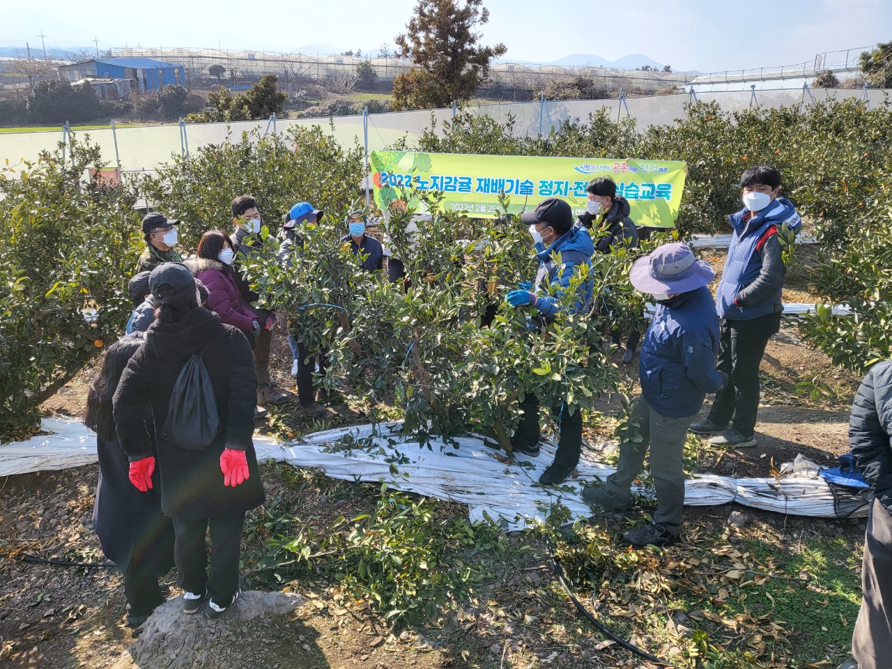 2022 노지감귤 재배기술 정지·전정 실습교육