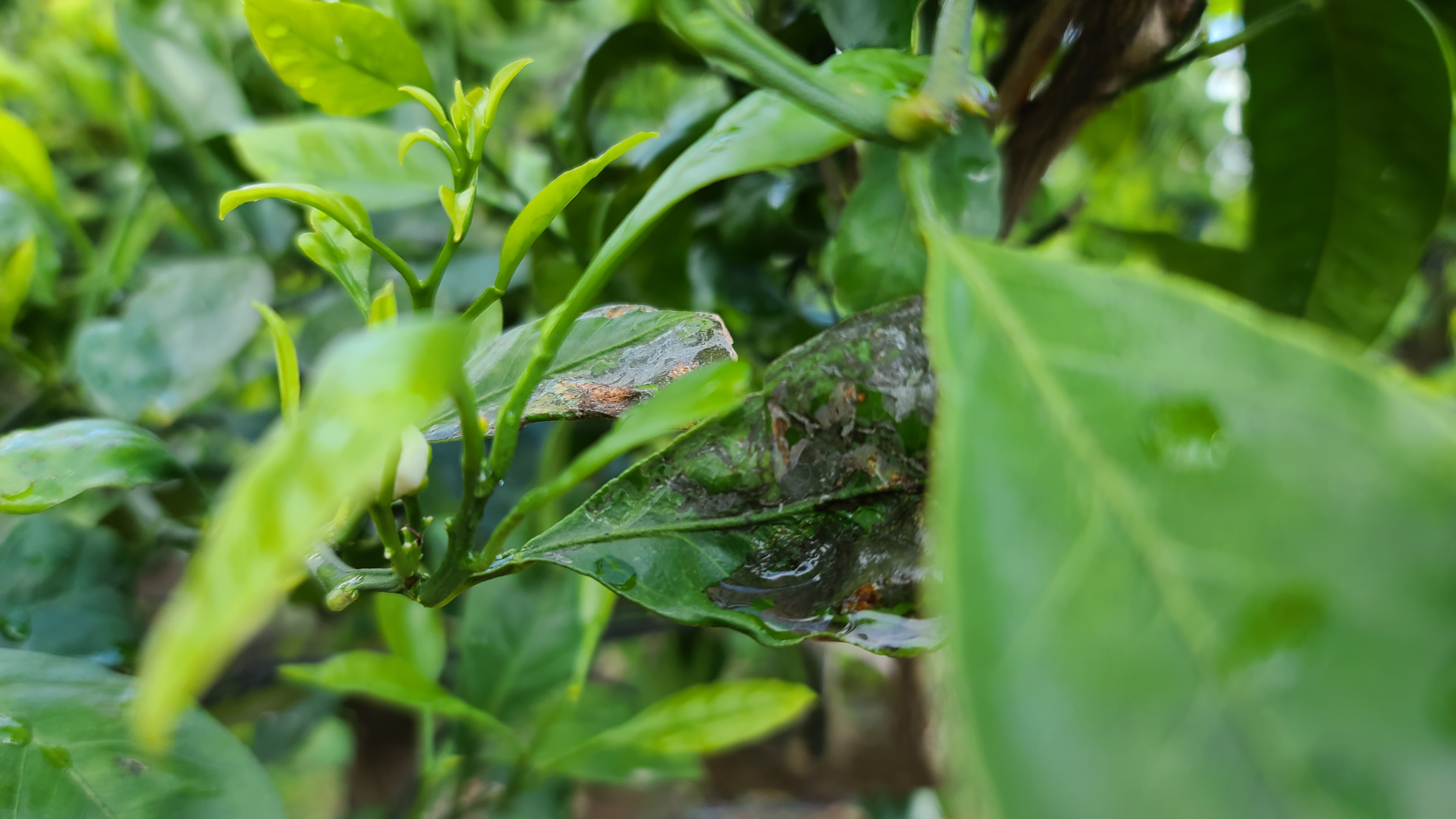 병충해 진단 및 방제에 대하여 문의 드립니다.