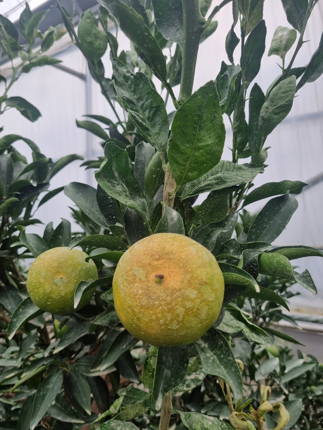 천혜향 열매 상태 문의