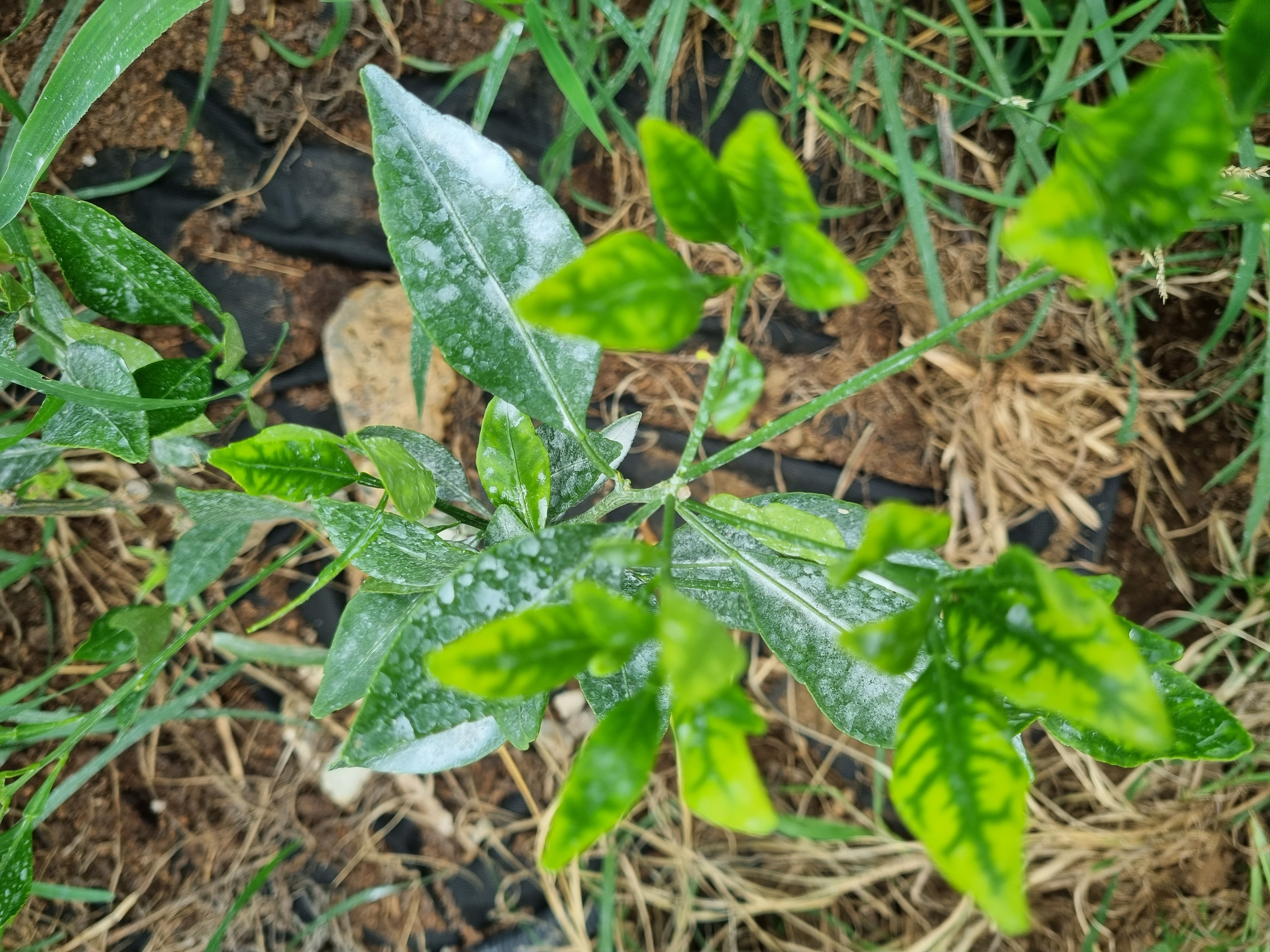 레드향 영양소 결핍