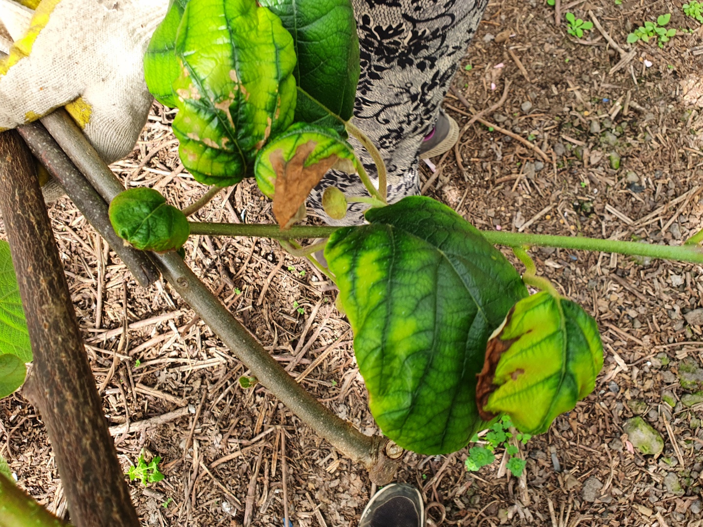 키위 무슨 병일까요?